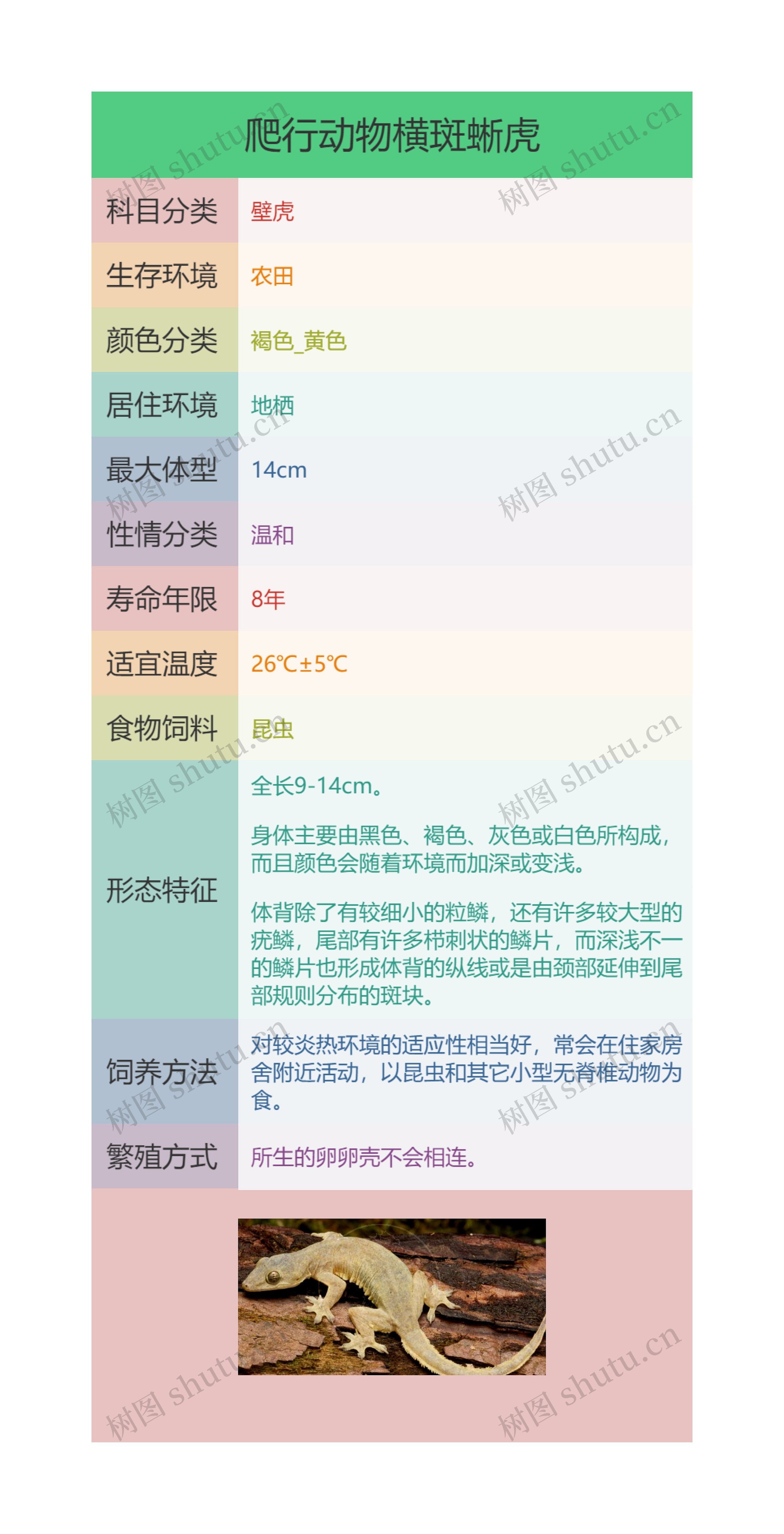 爬行动物横斑蜥虎