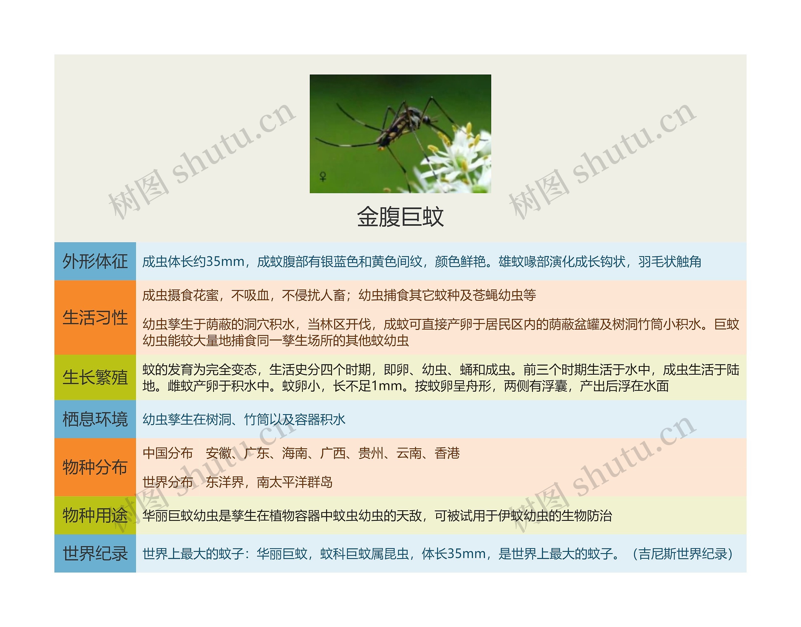 金腹巨蚊思维导图