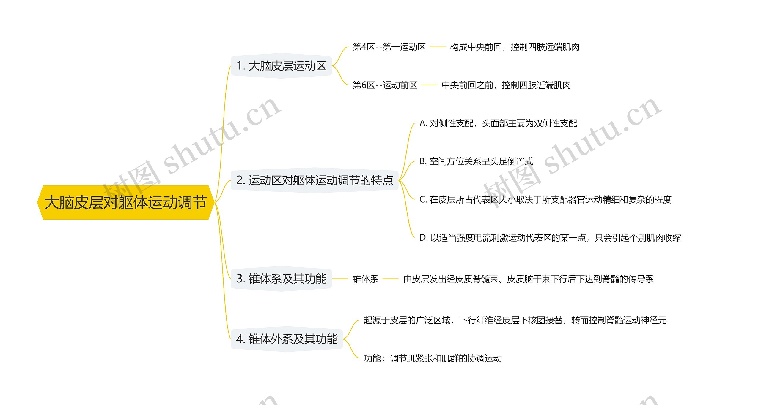 大脑皮层对躯体运动调节思维导图