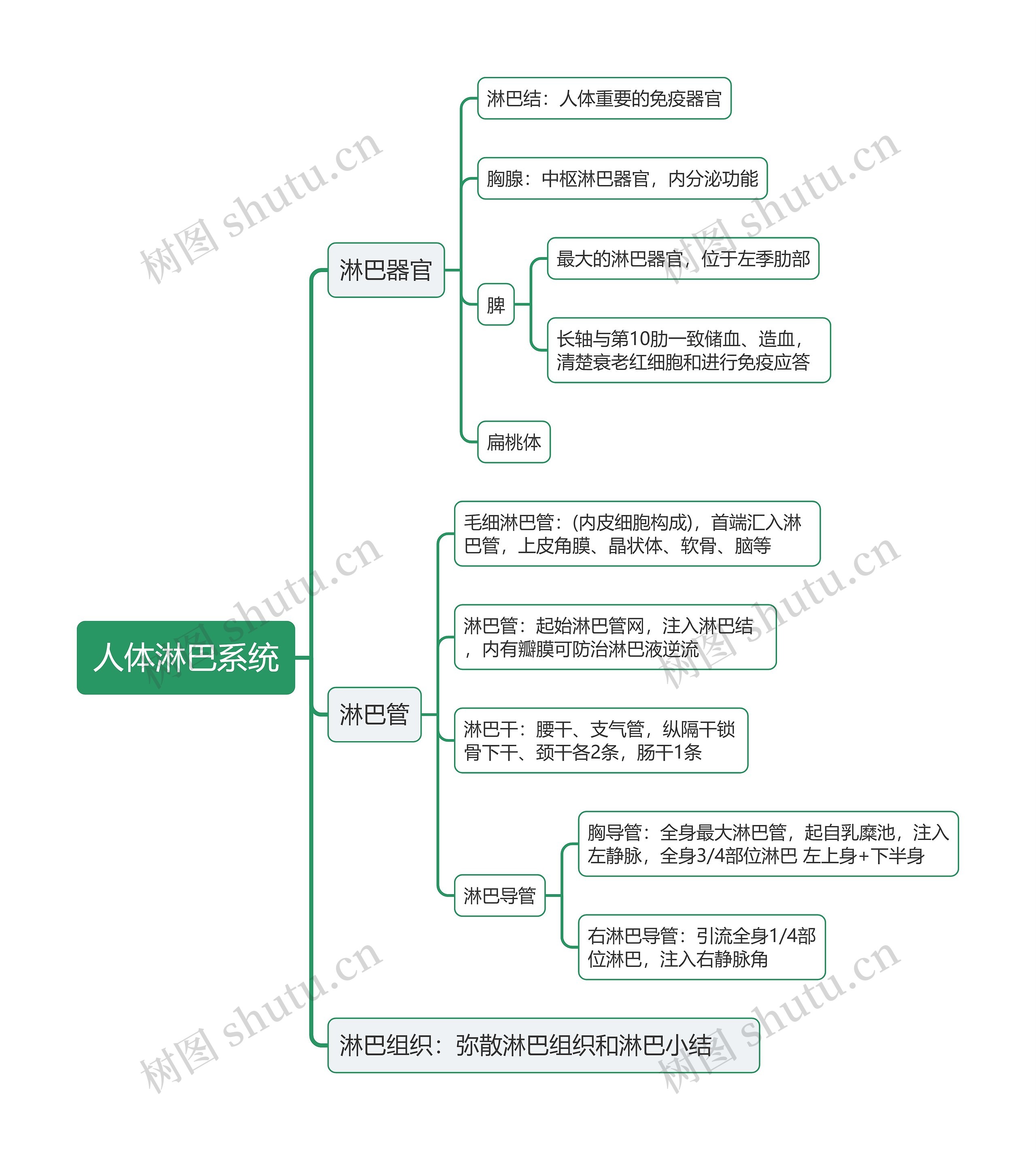 人体淋巴系统思维导图