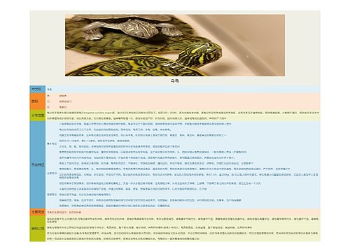乌龟预览图