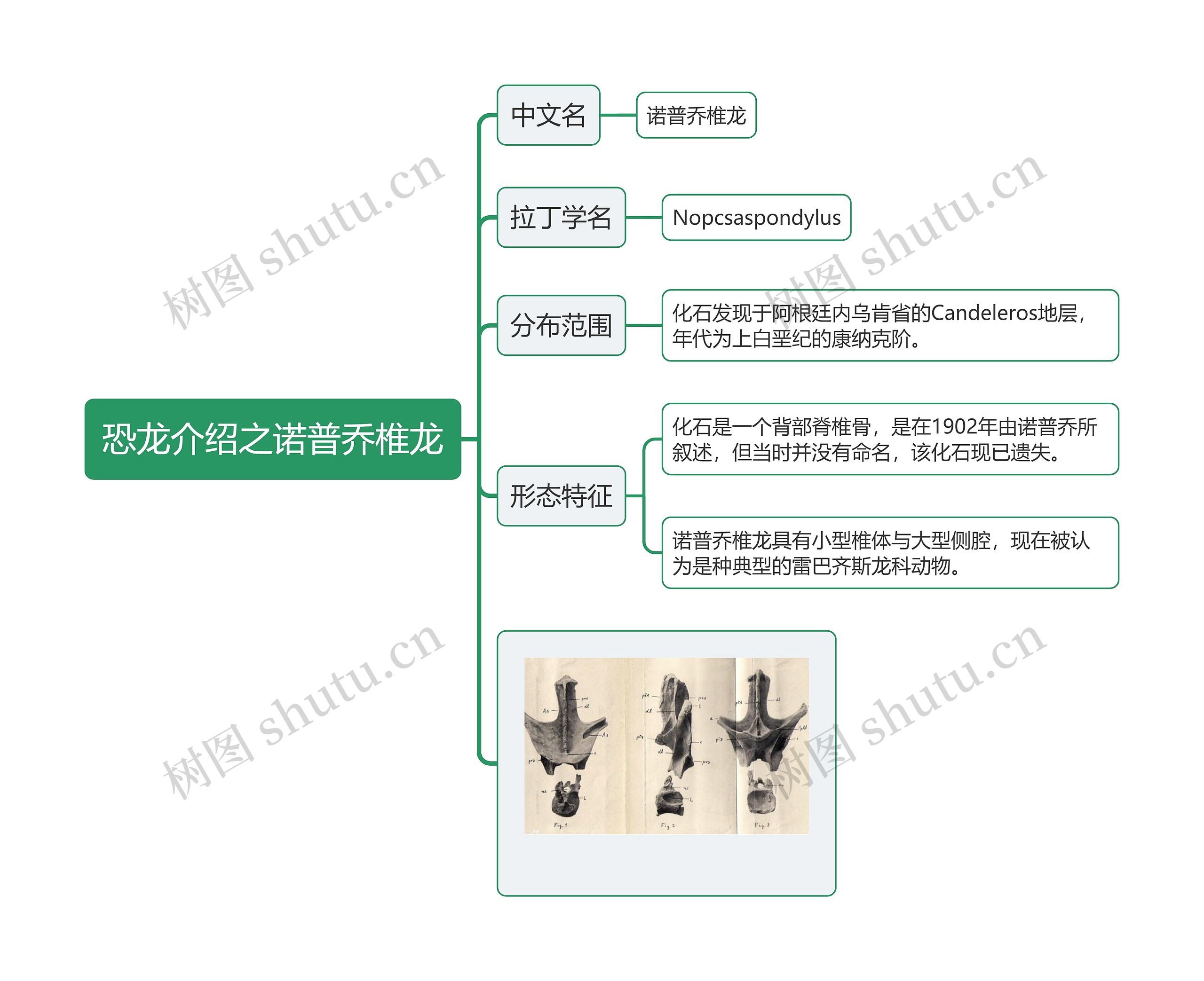 恐龙介绍之诺普乔椎龙思维导图