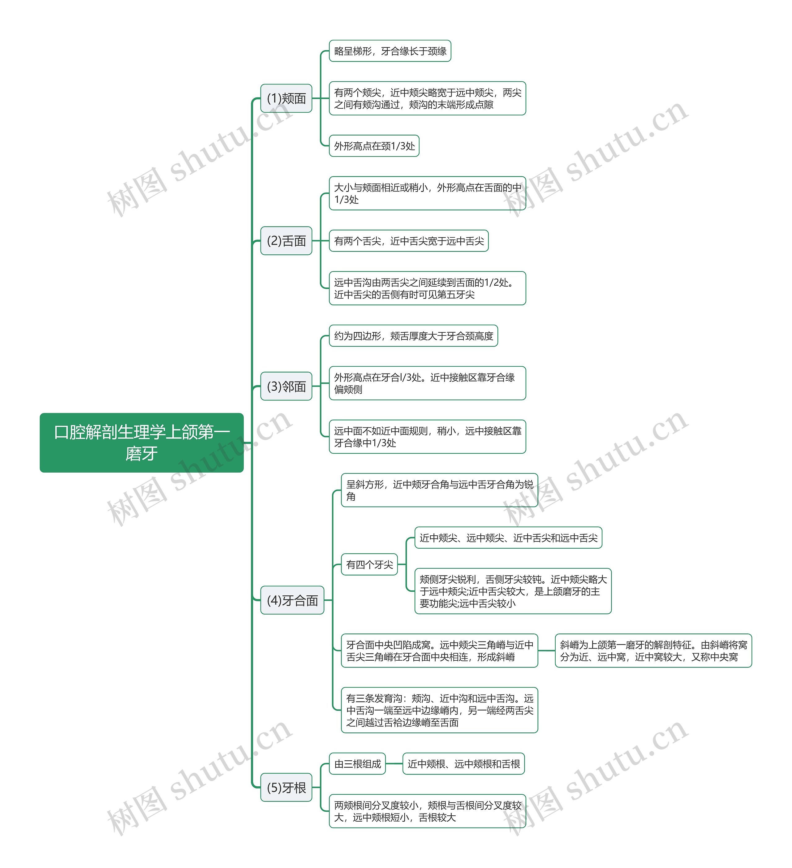 口腔解剖生理学上颌第一磨牙思维导图