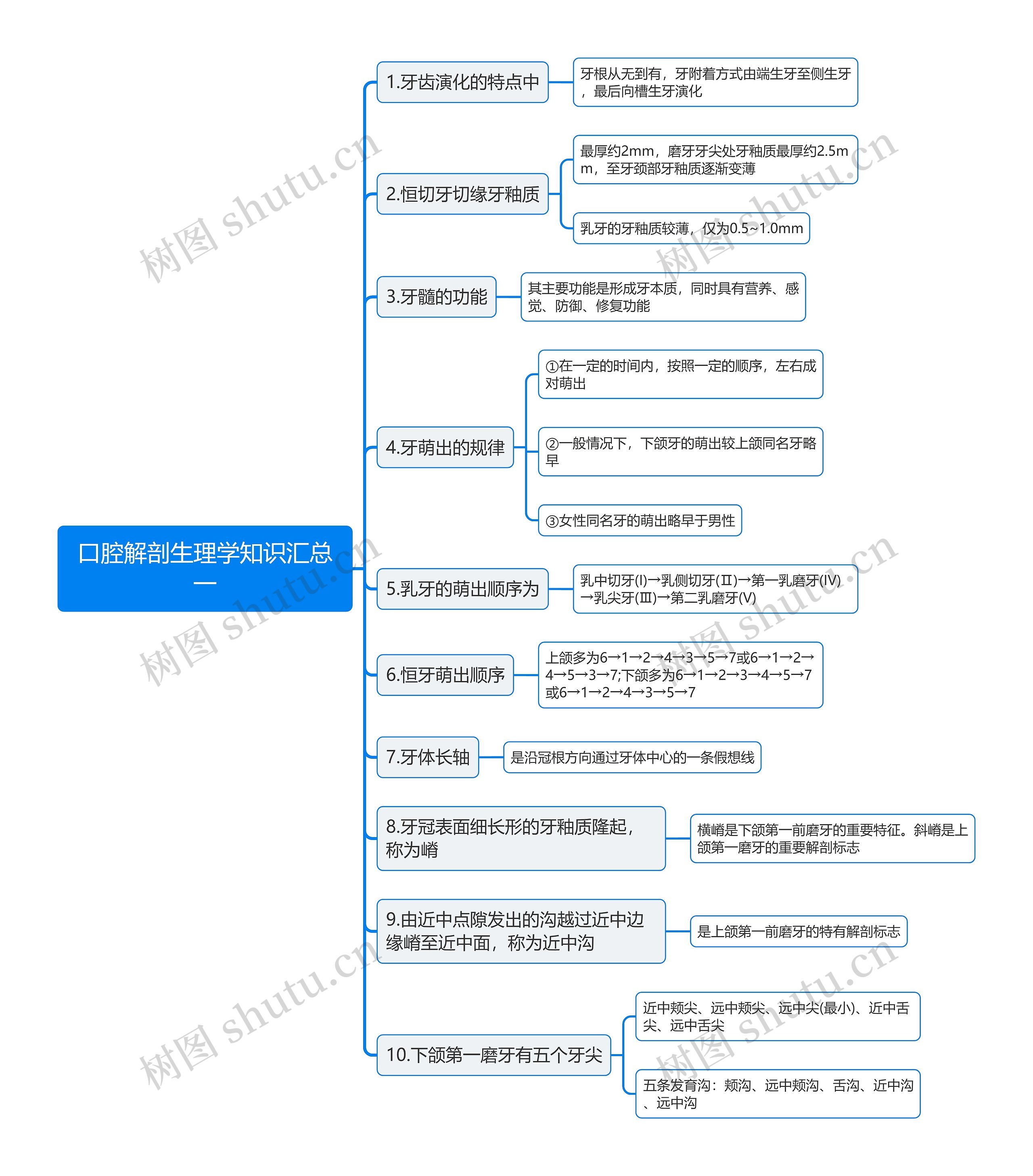 口腔解剖生理学知识汇总一思维导图