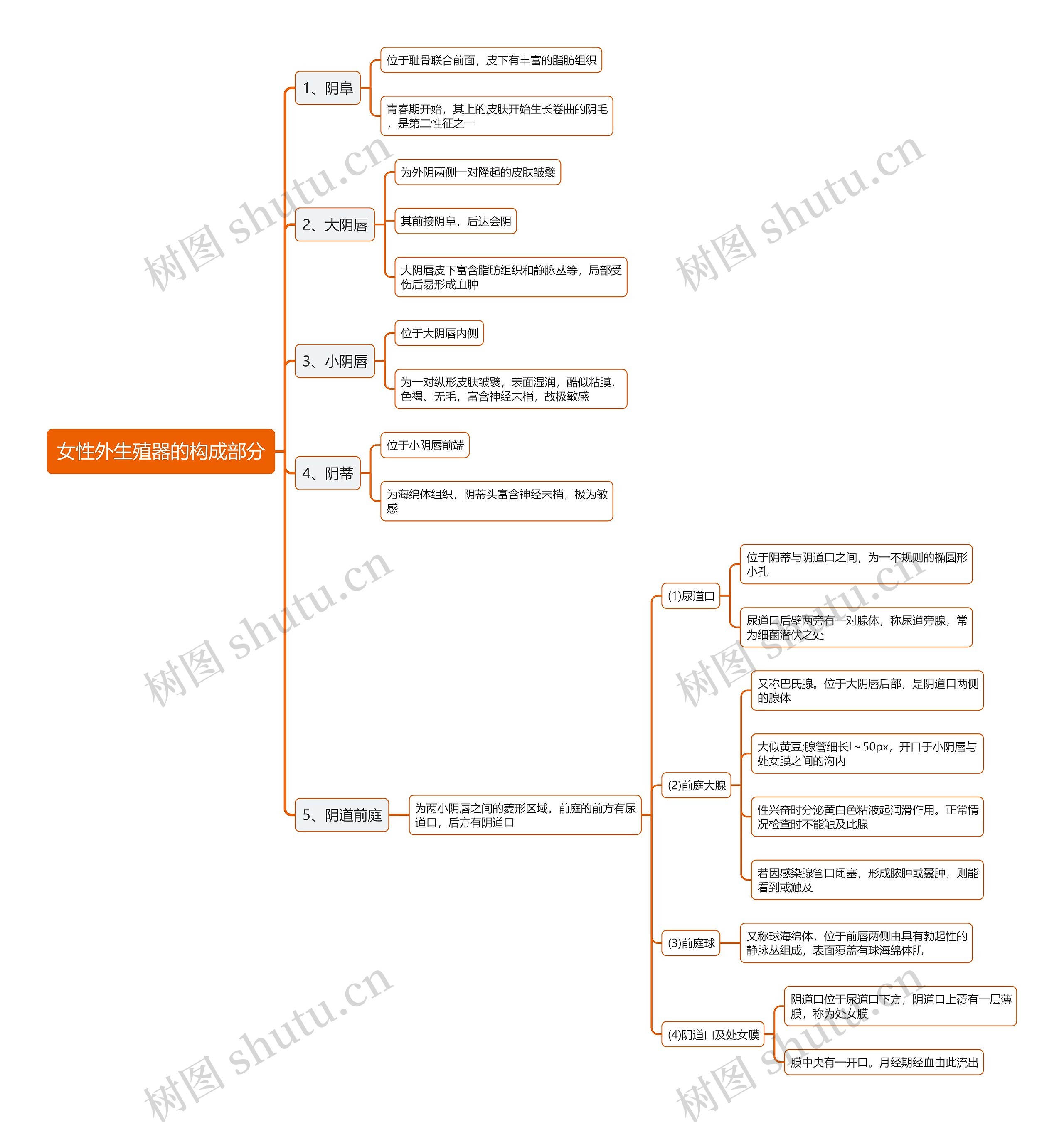 女性外生殖器的构成部分思维导图