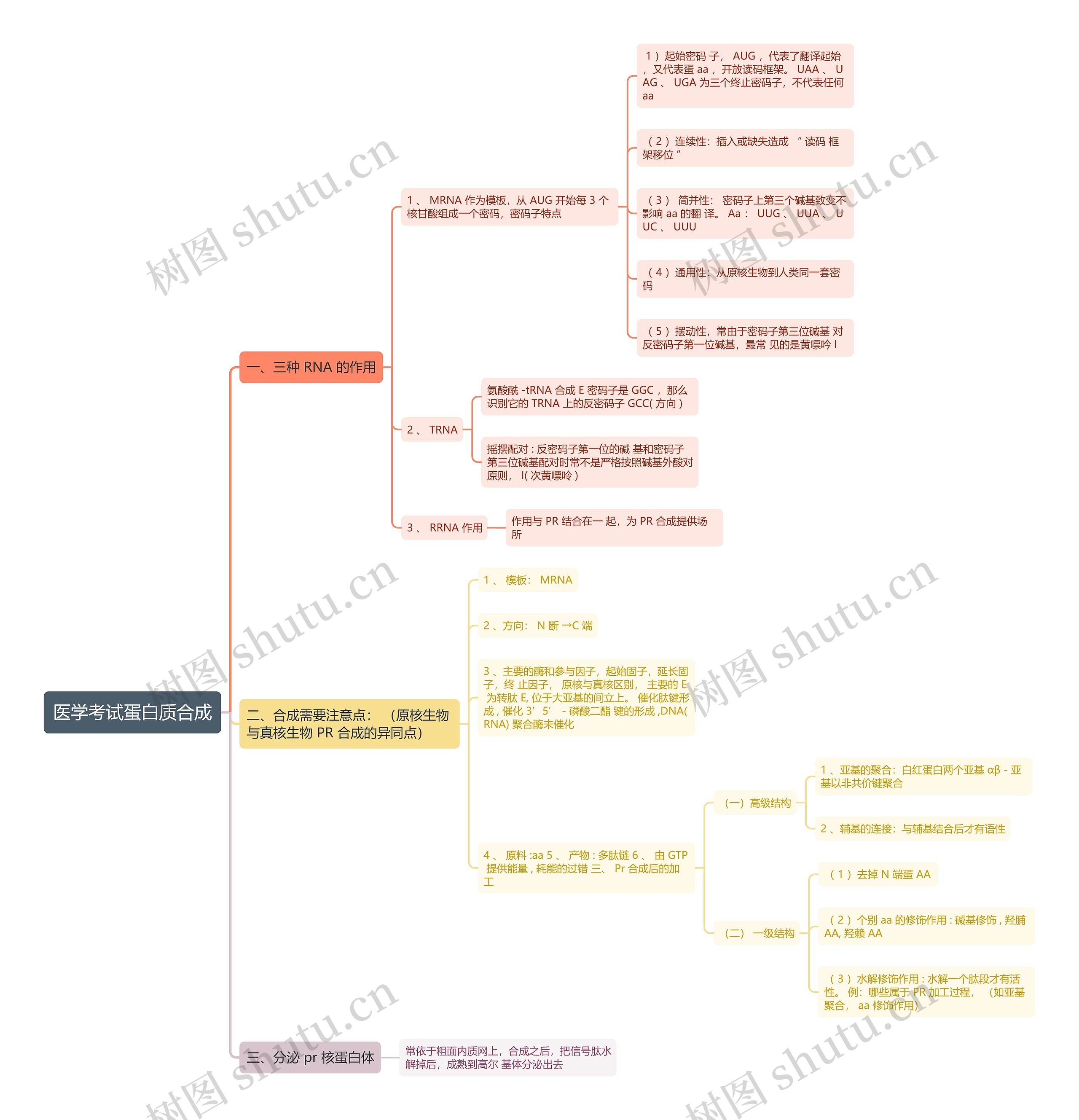 医学考试蛋白质合成思维导图