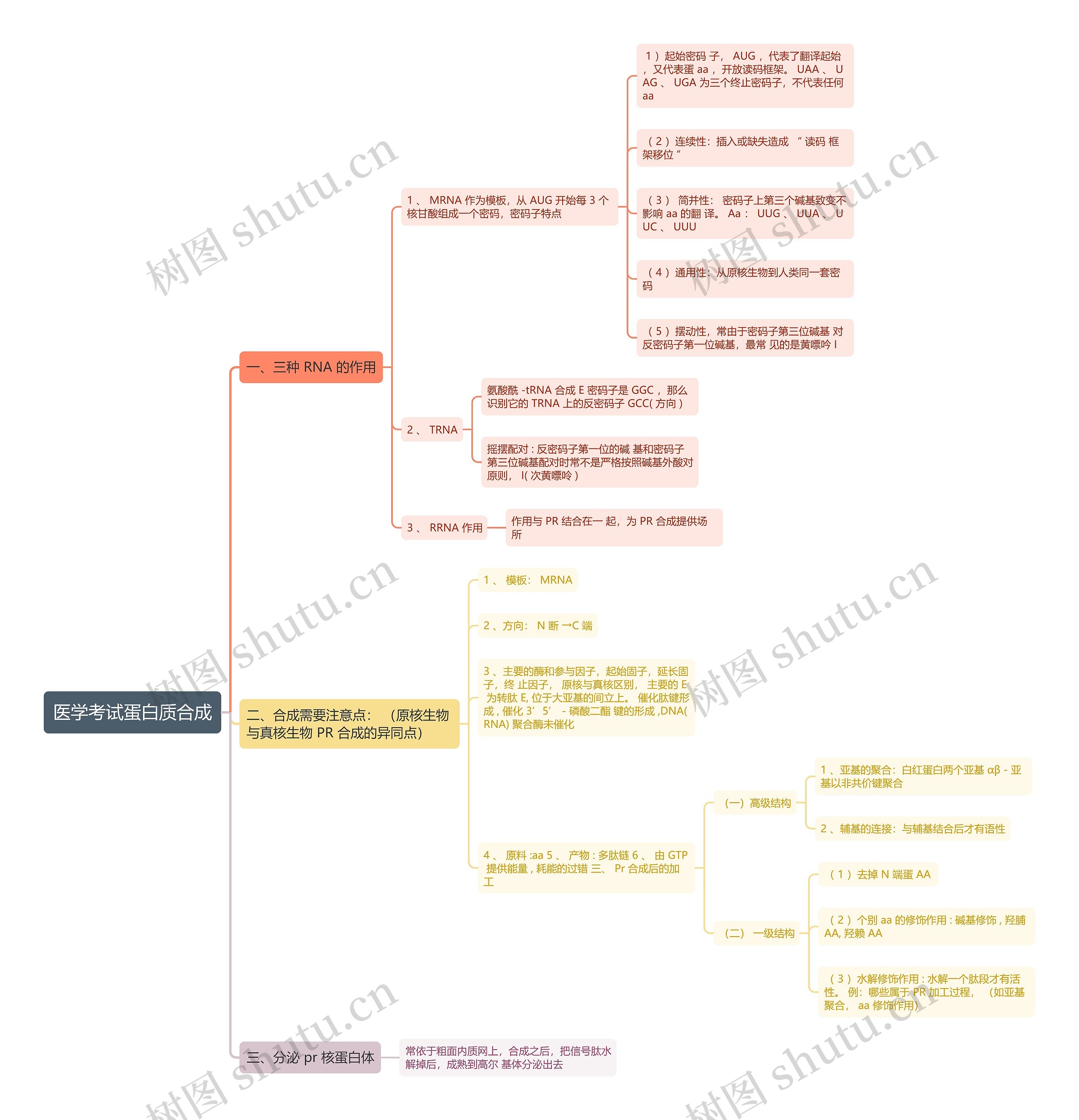 医学考试蛋白质合成思维导图 医学考试蛋白质合成思维导图