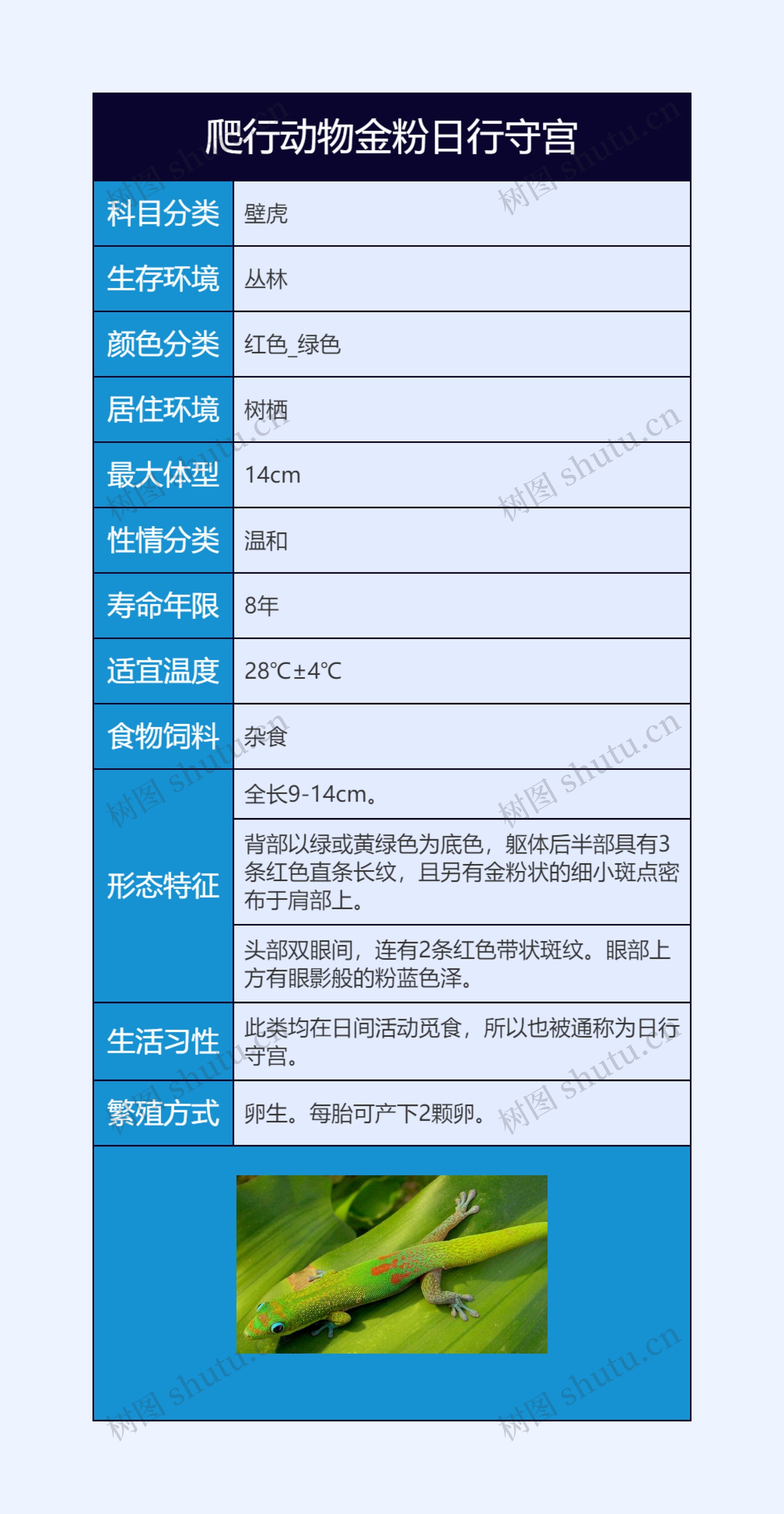 爬行动物金粉日行守宫思维导图