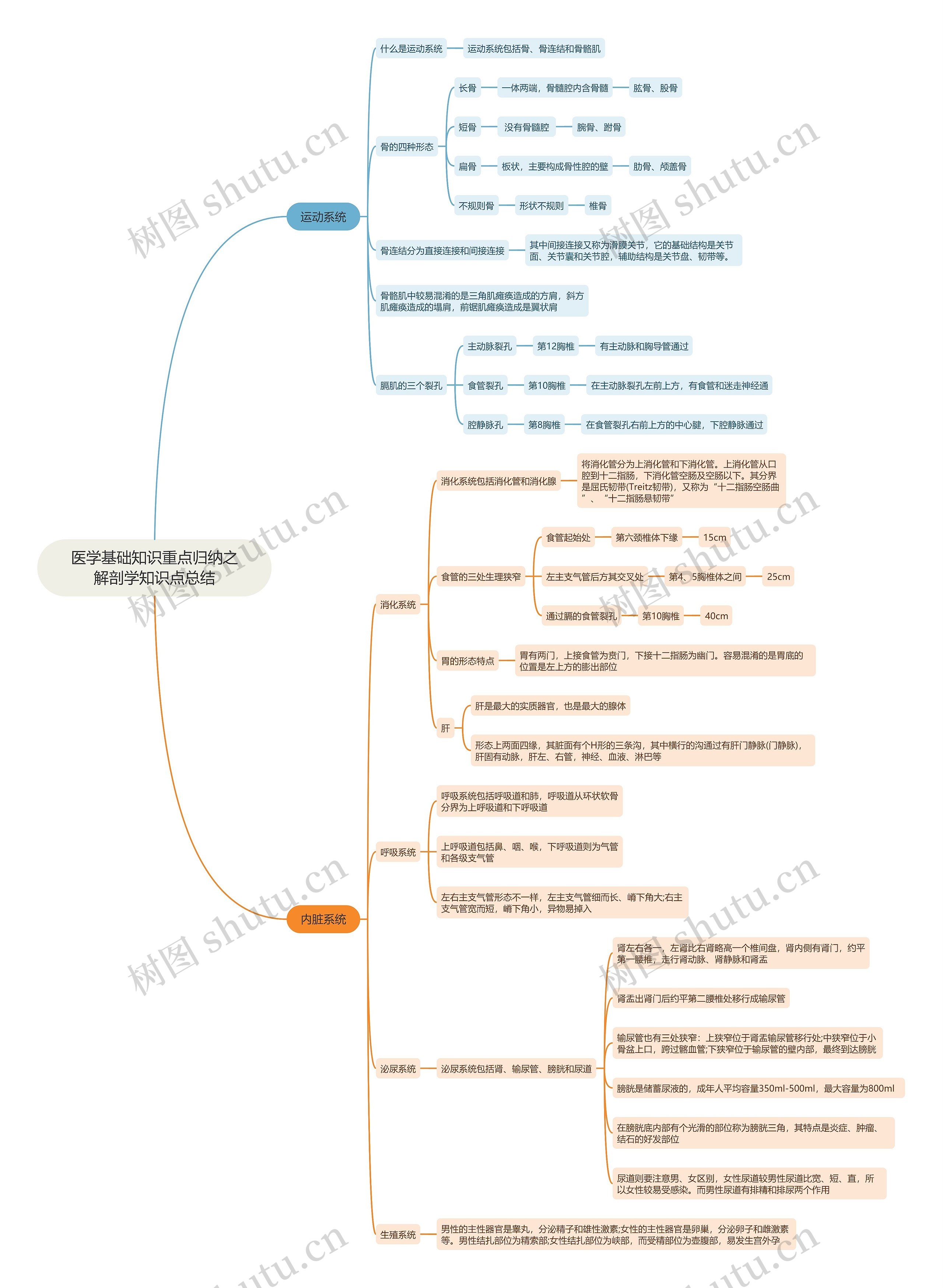 医学基础知识重点归纳之解剖学知识点总结思维导图