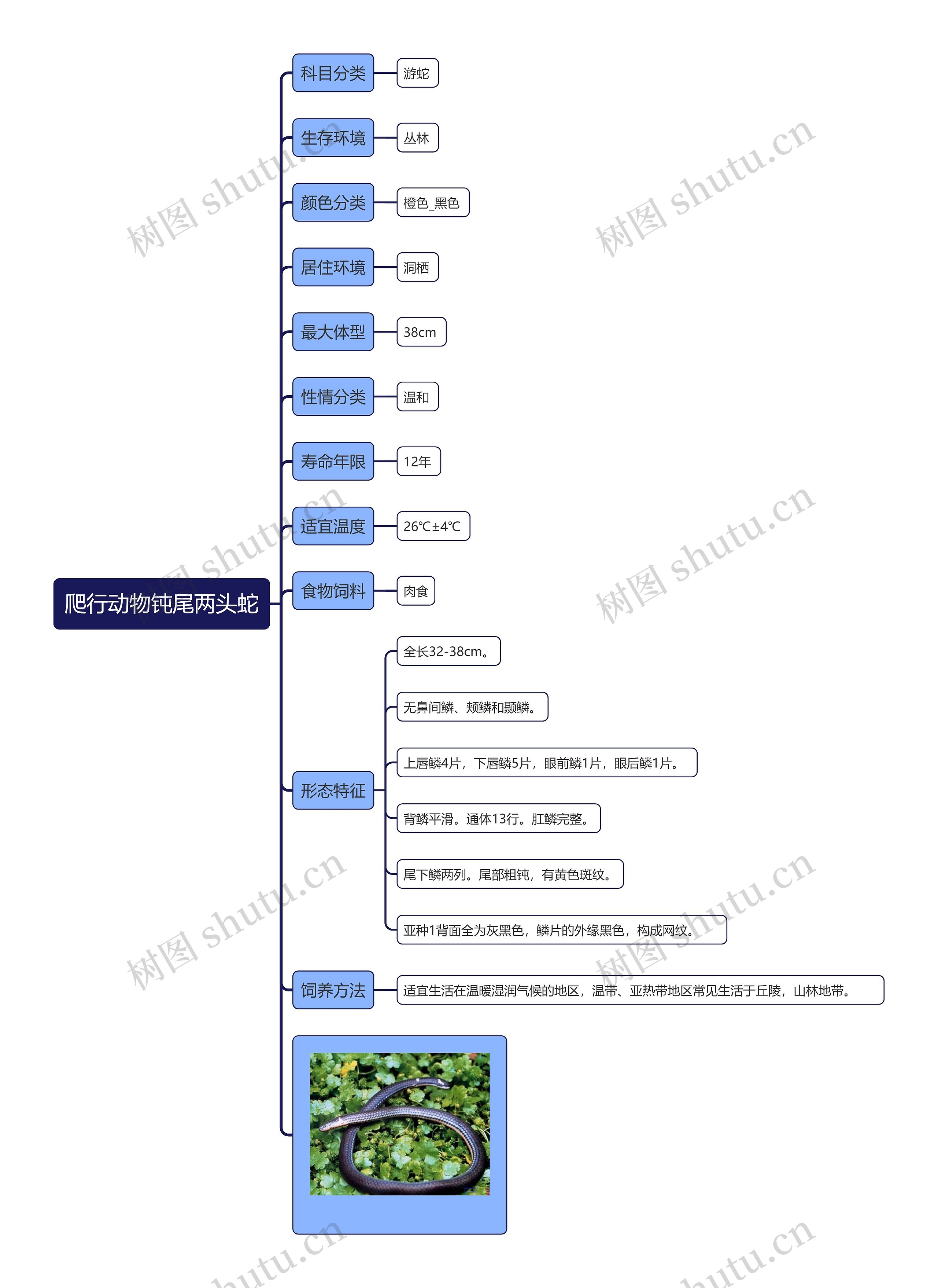 爬行动物钝尾两头蛇思维导图