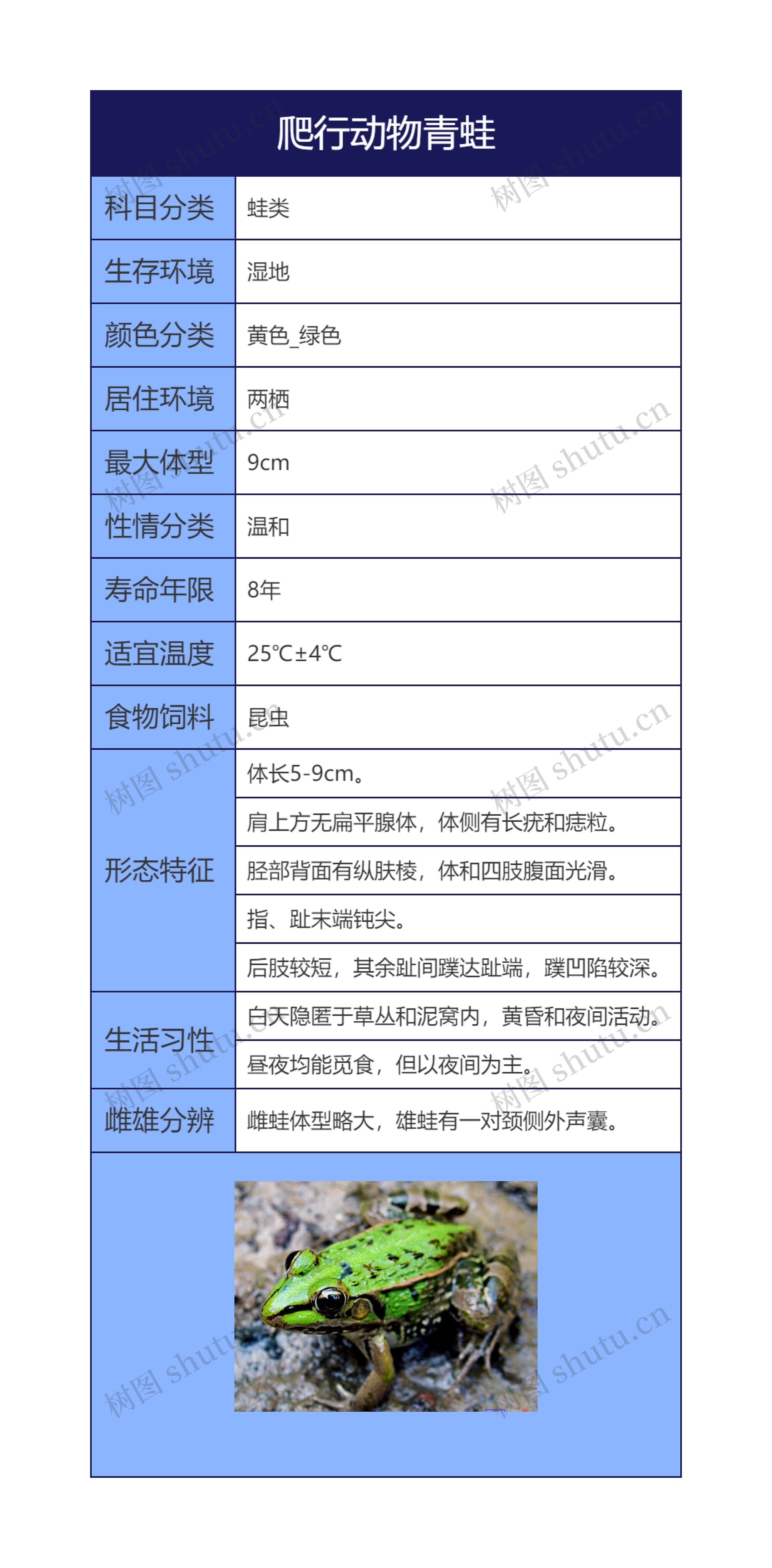 爬行动物青蛙思维导图