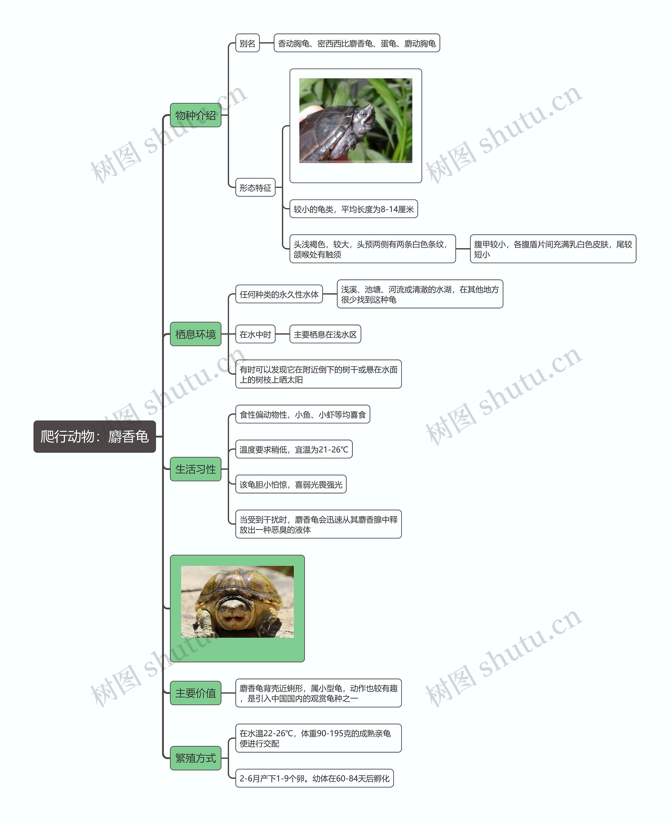 爬行动物：麝香龟思维导图