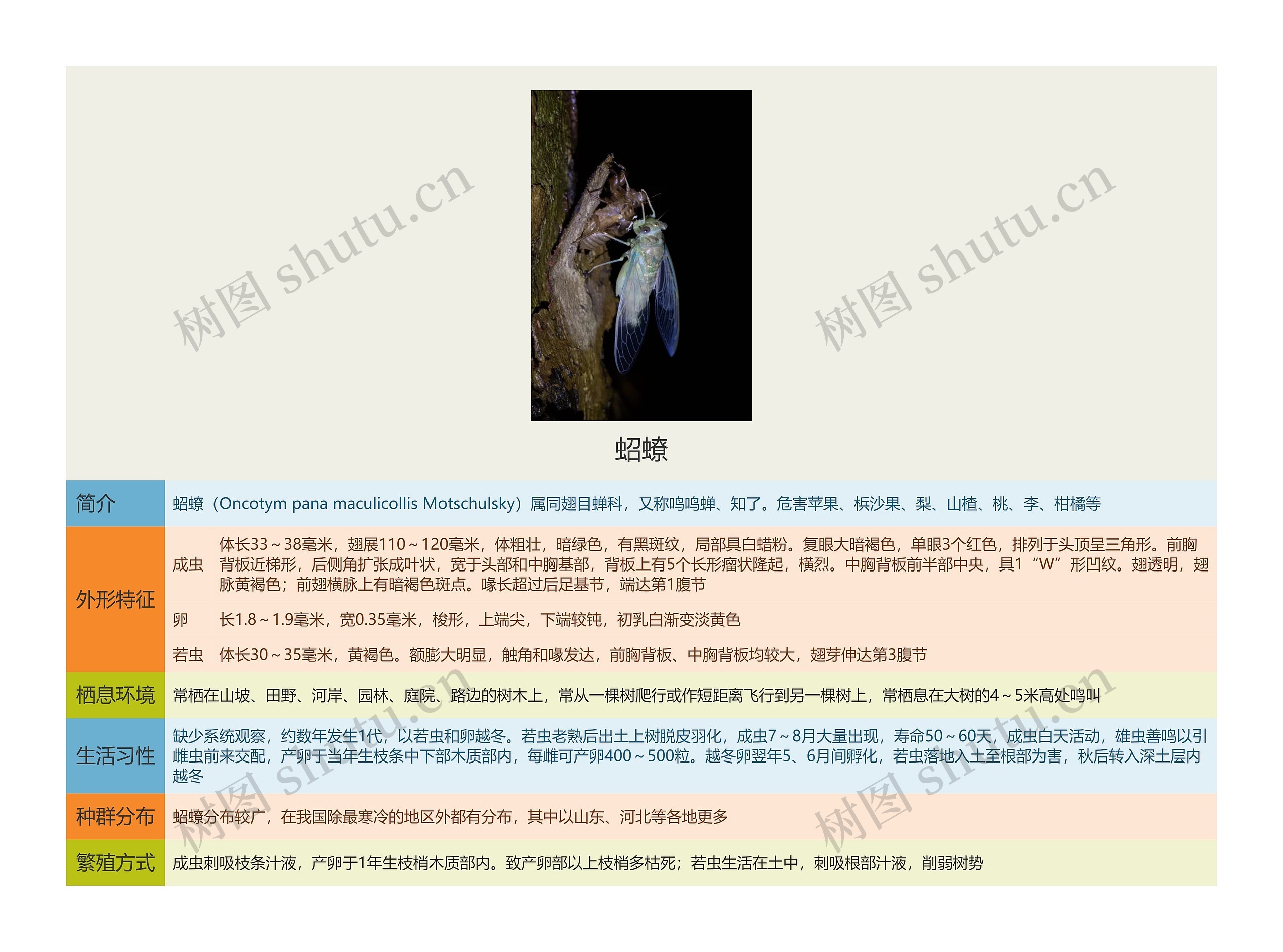 蛁蟟思维导图