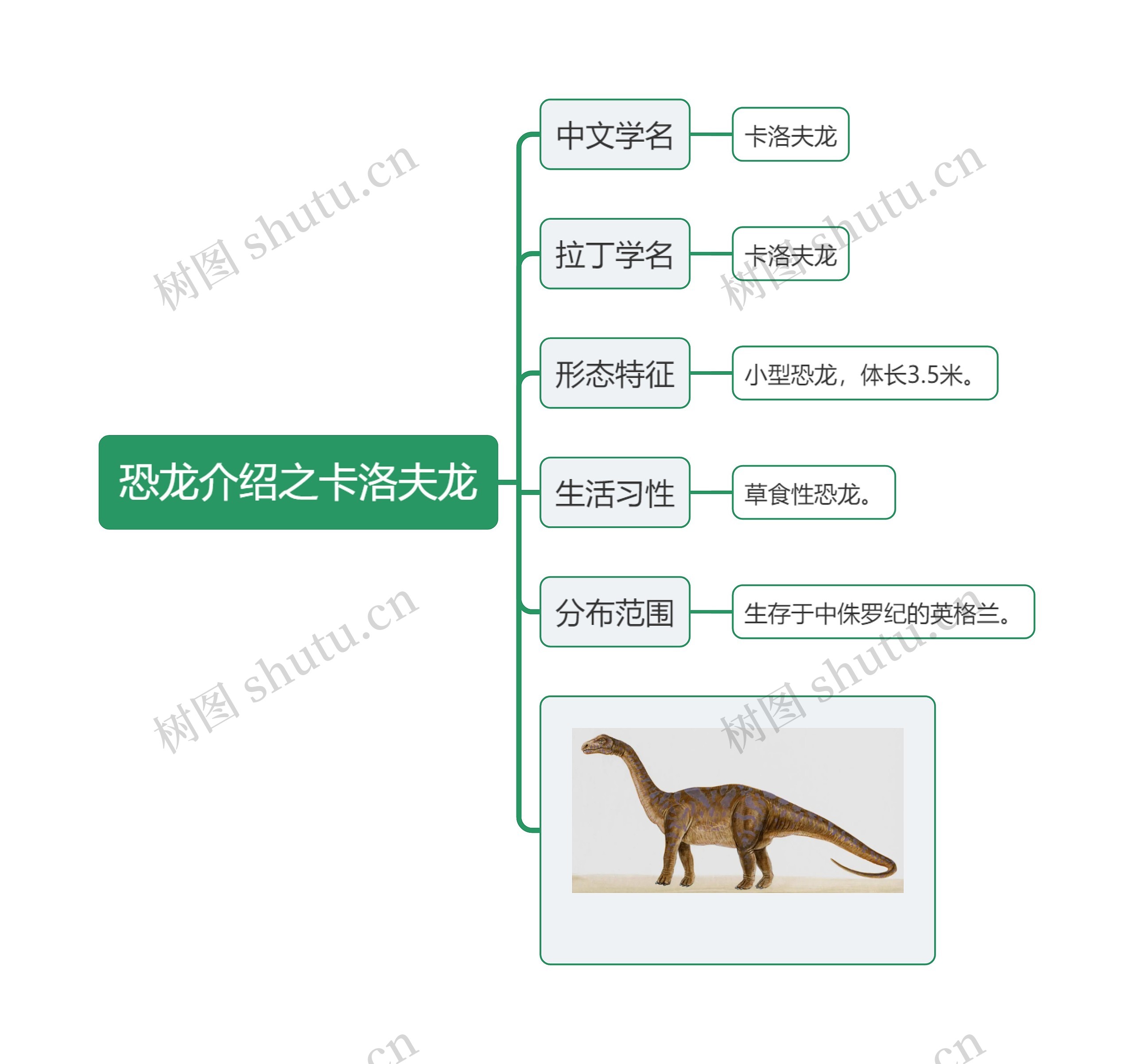 恐龙介绍之卡洛夫龙思维导图