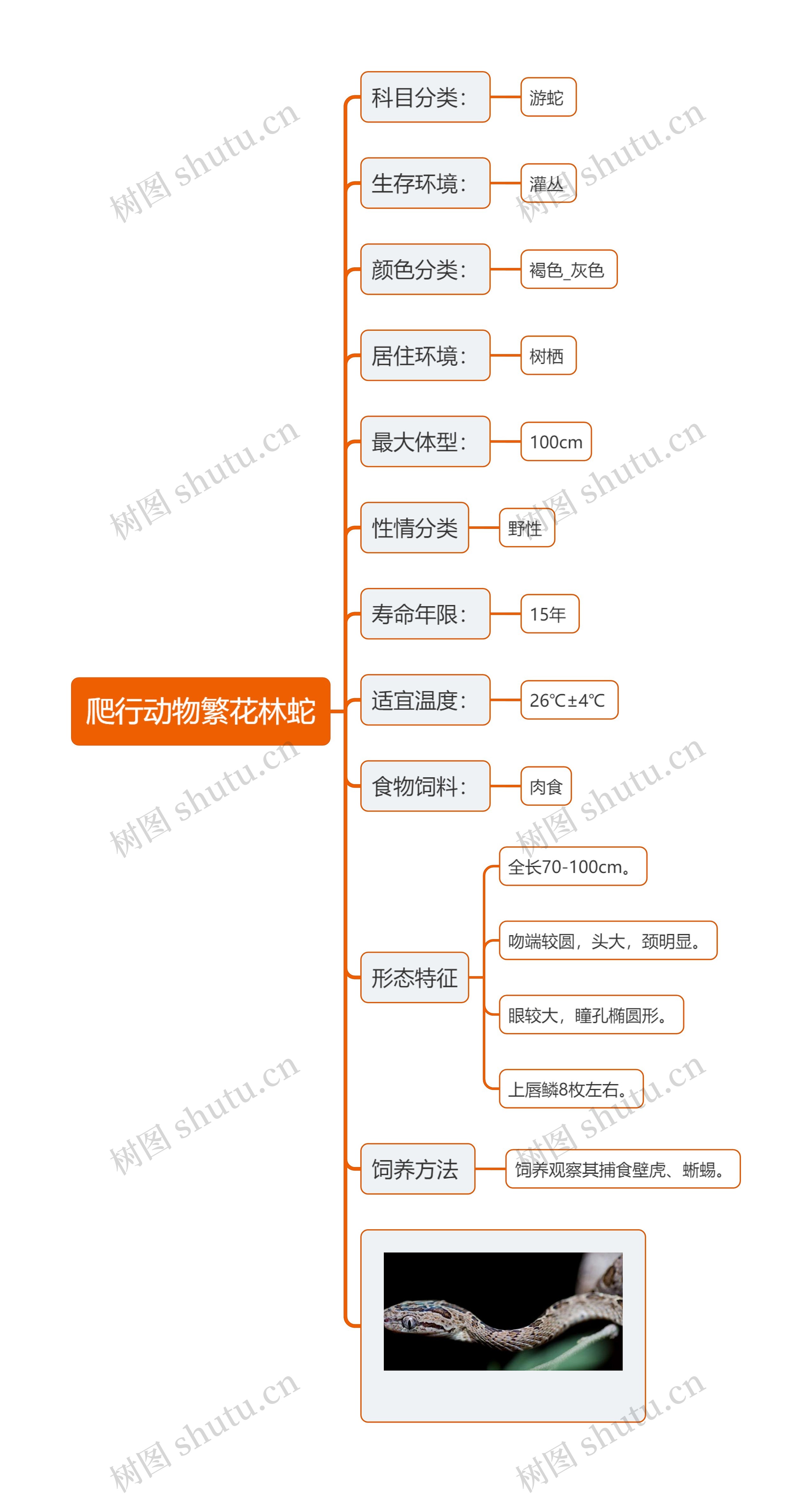 爬行动物繁花林蛇