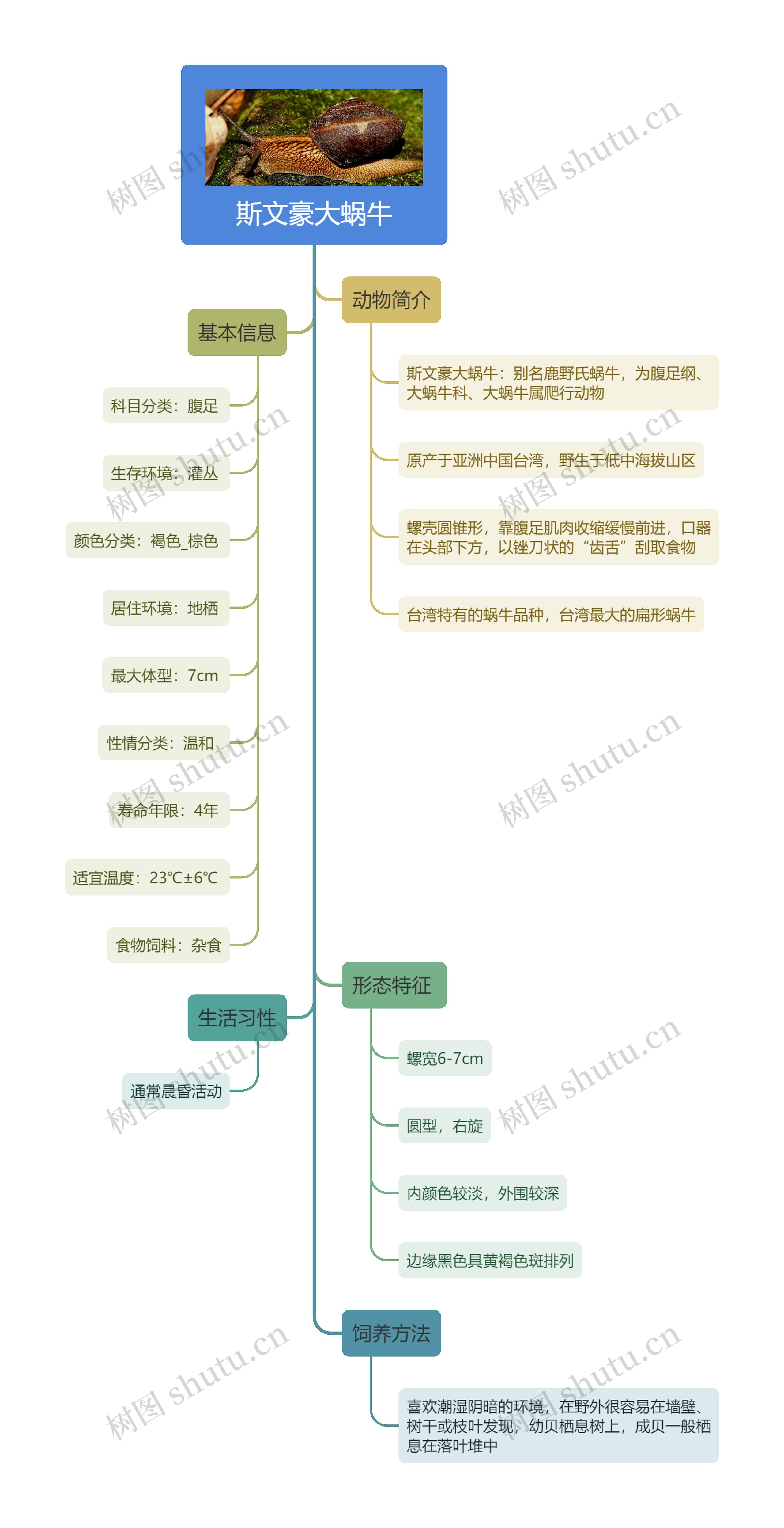 斯文豪大蜗牛思维导图