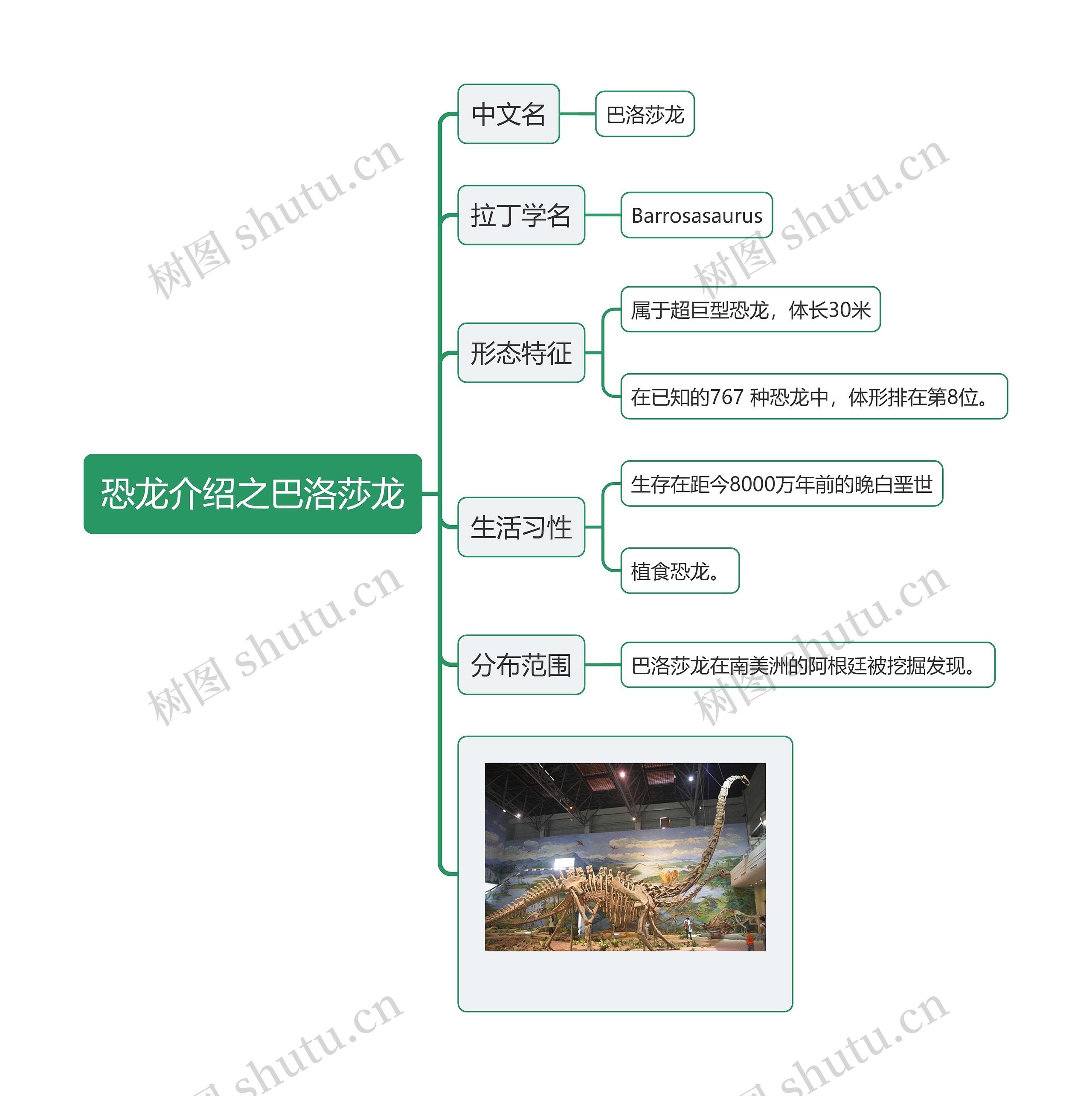 恐龙介绍之巴洛莎龙思维导图