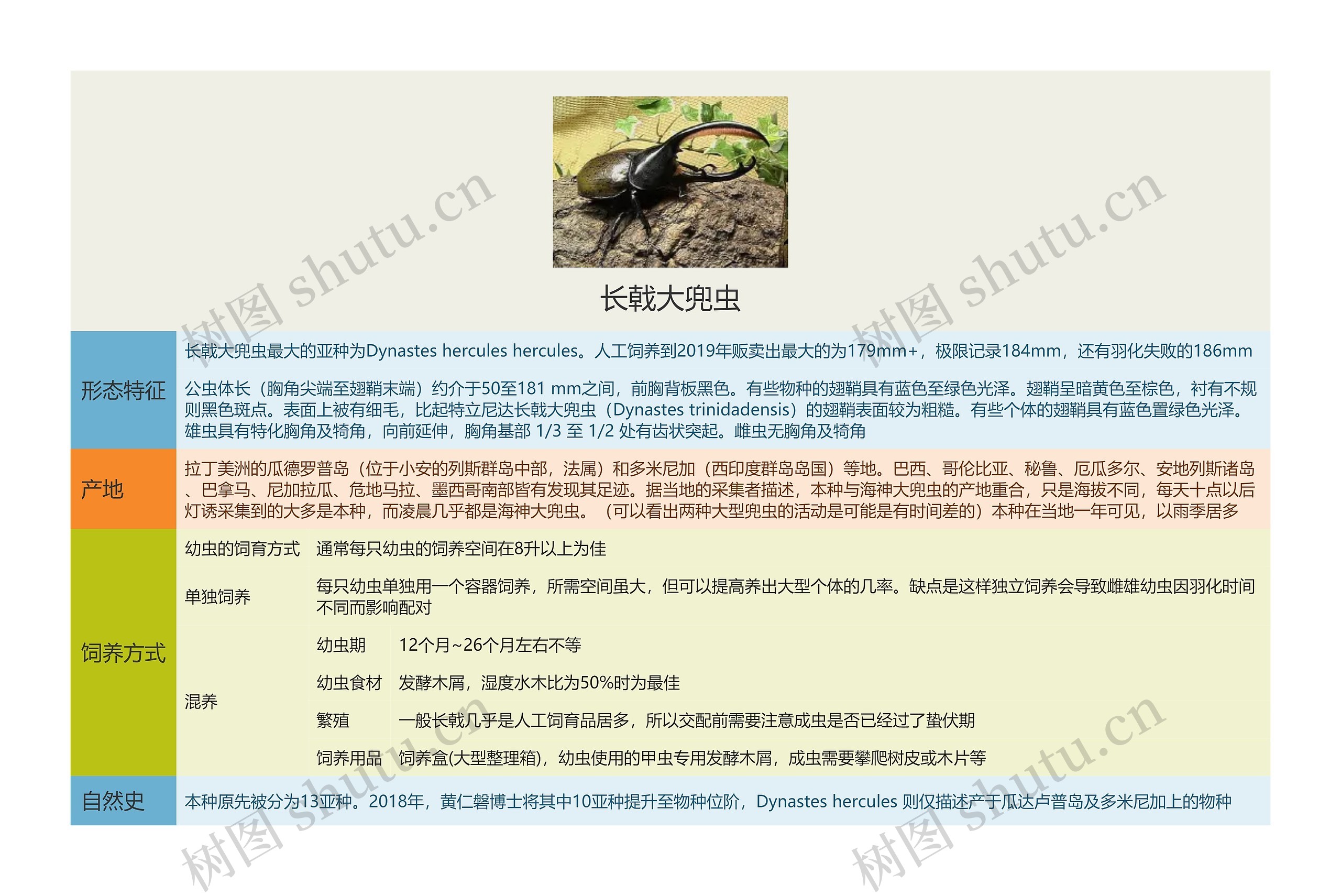 长戟大兜虫思维导图