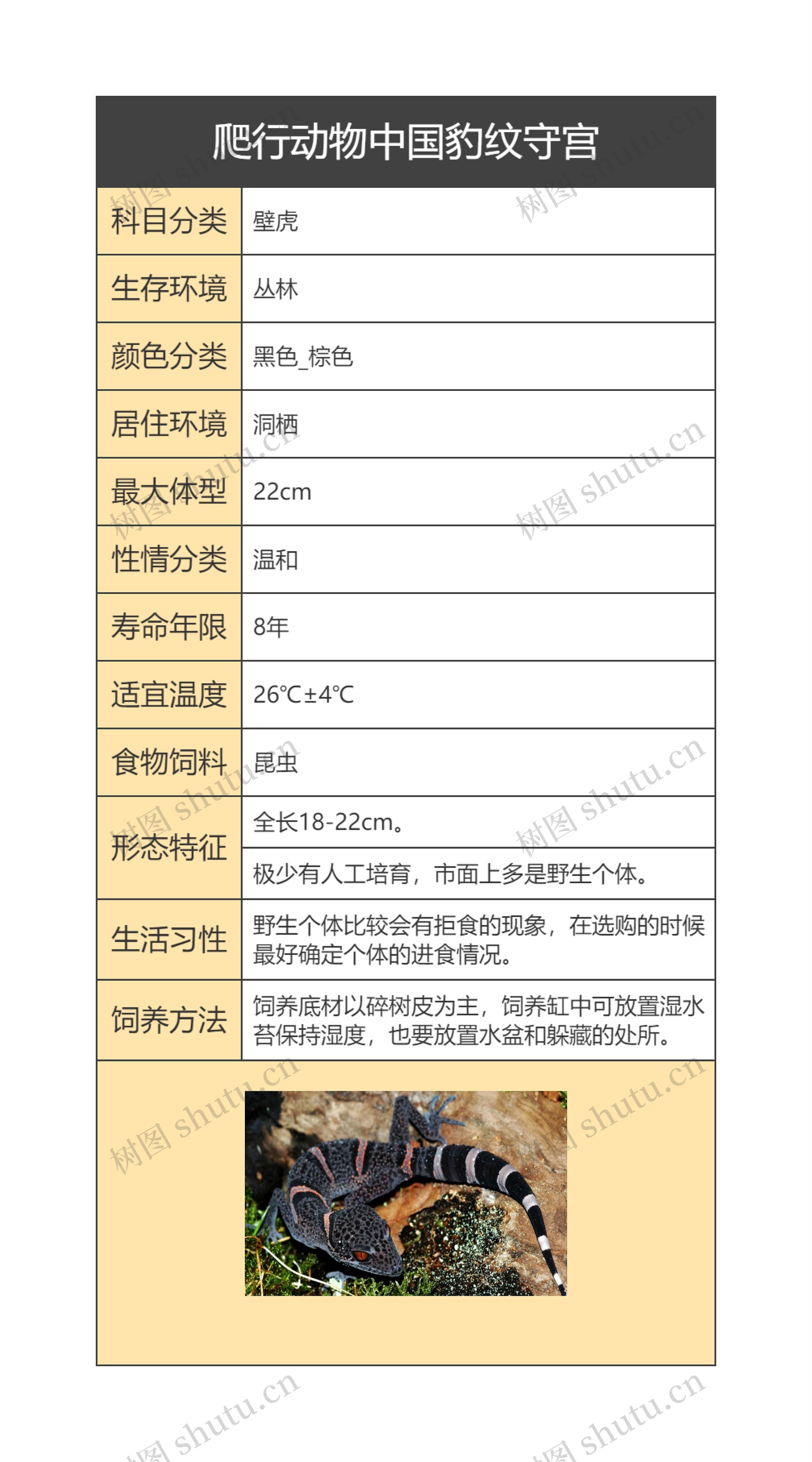 爬行动物中国豹纹守宫