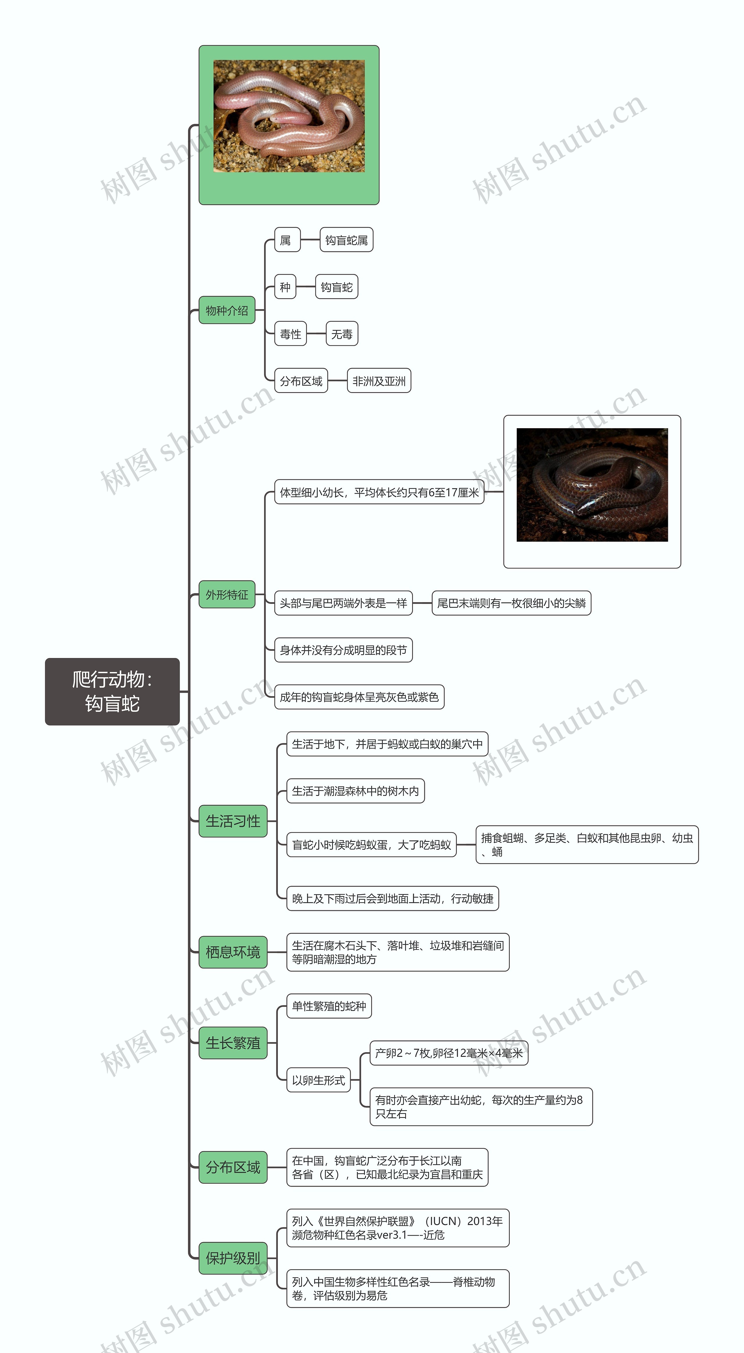   爬行动物：钩盲蛇思维导图