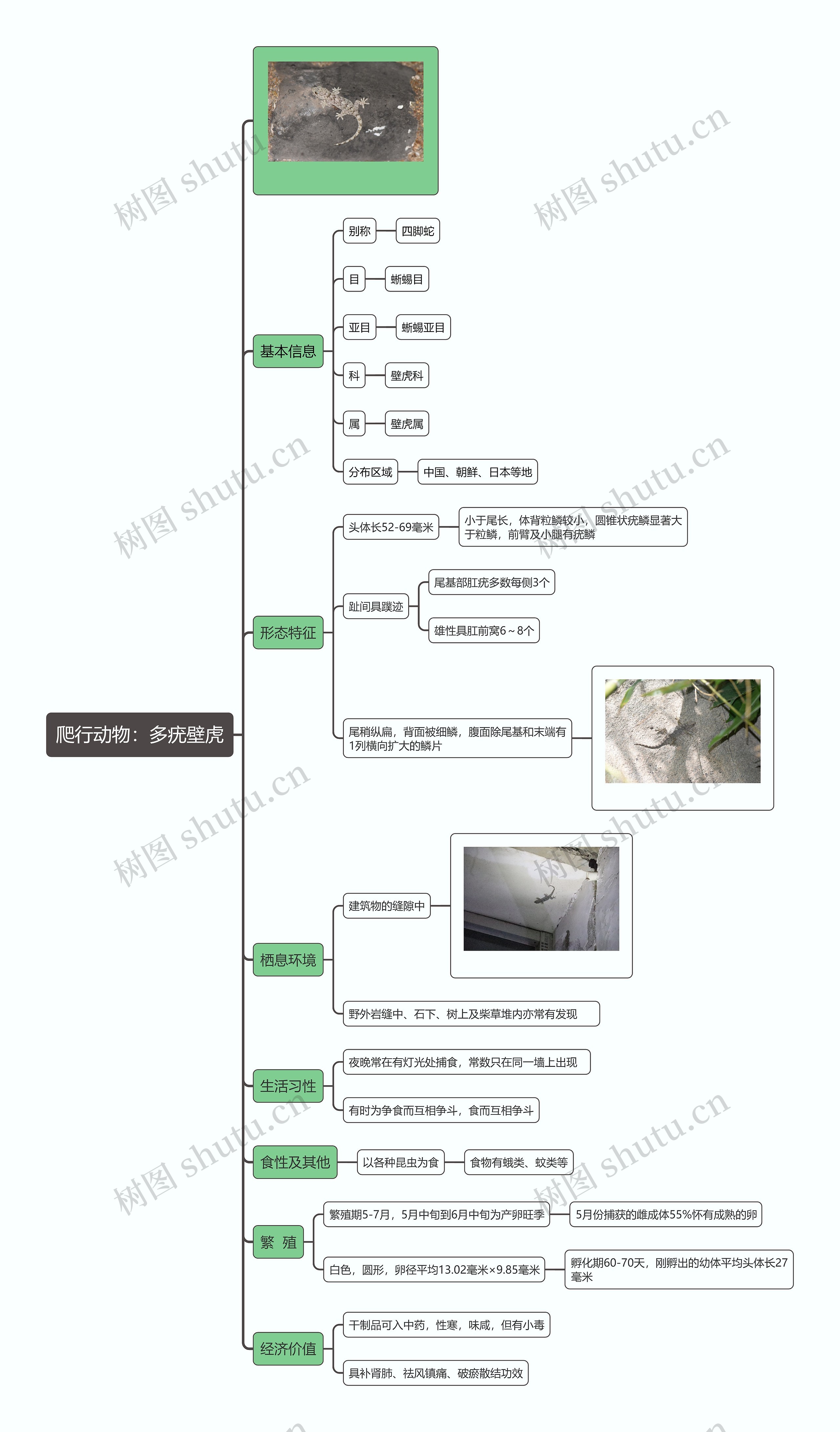 爬行动物：多疣壁虎思维导图