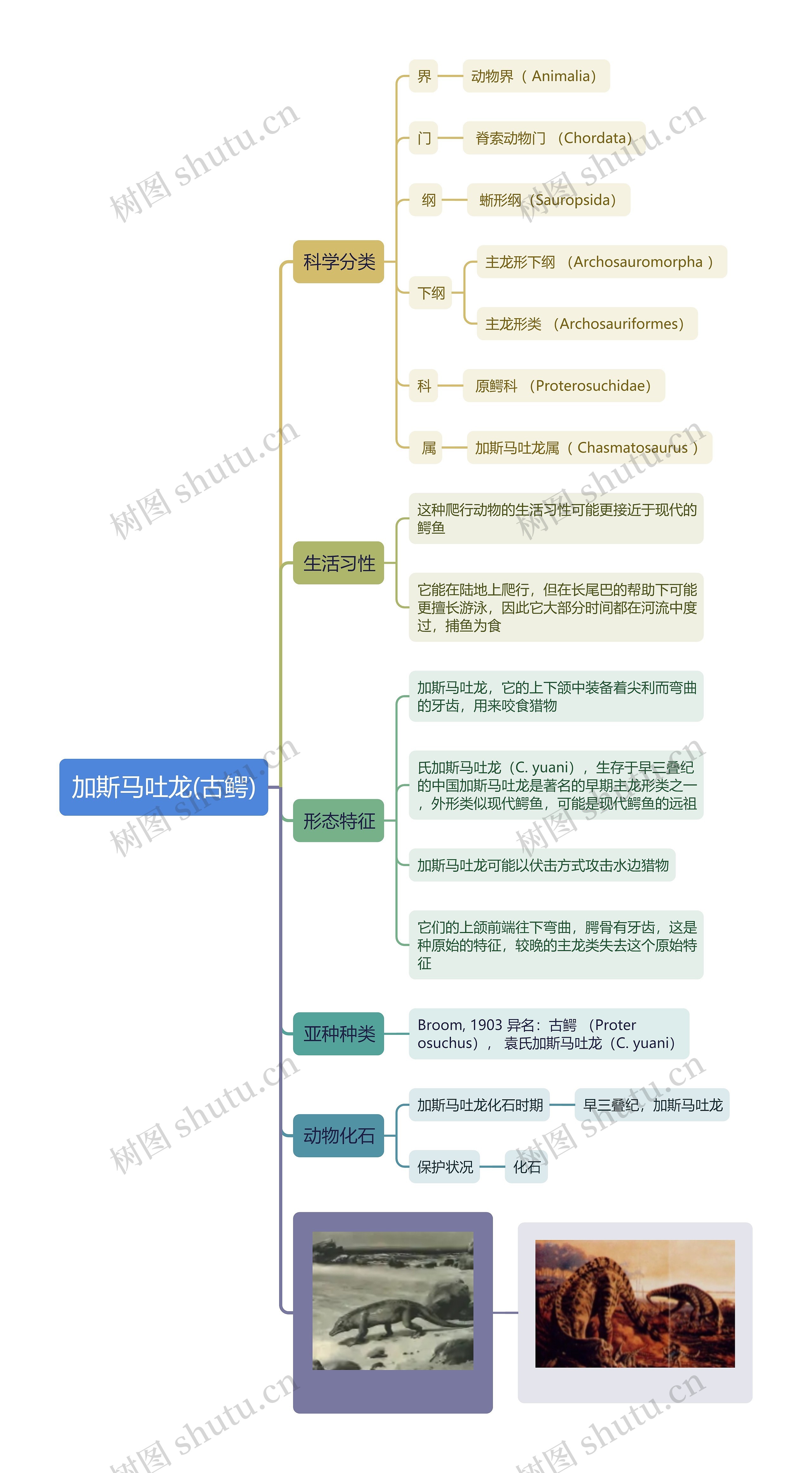 加斯马吐龙(古鳄)思维导图