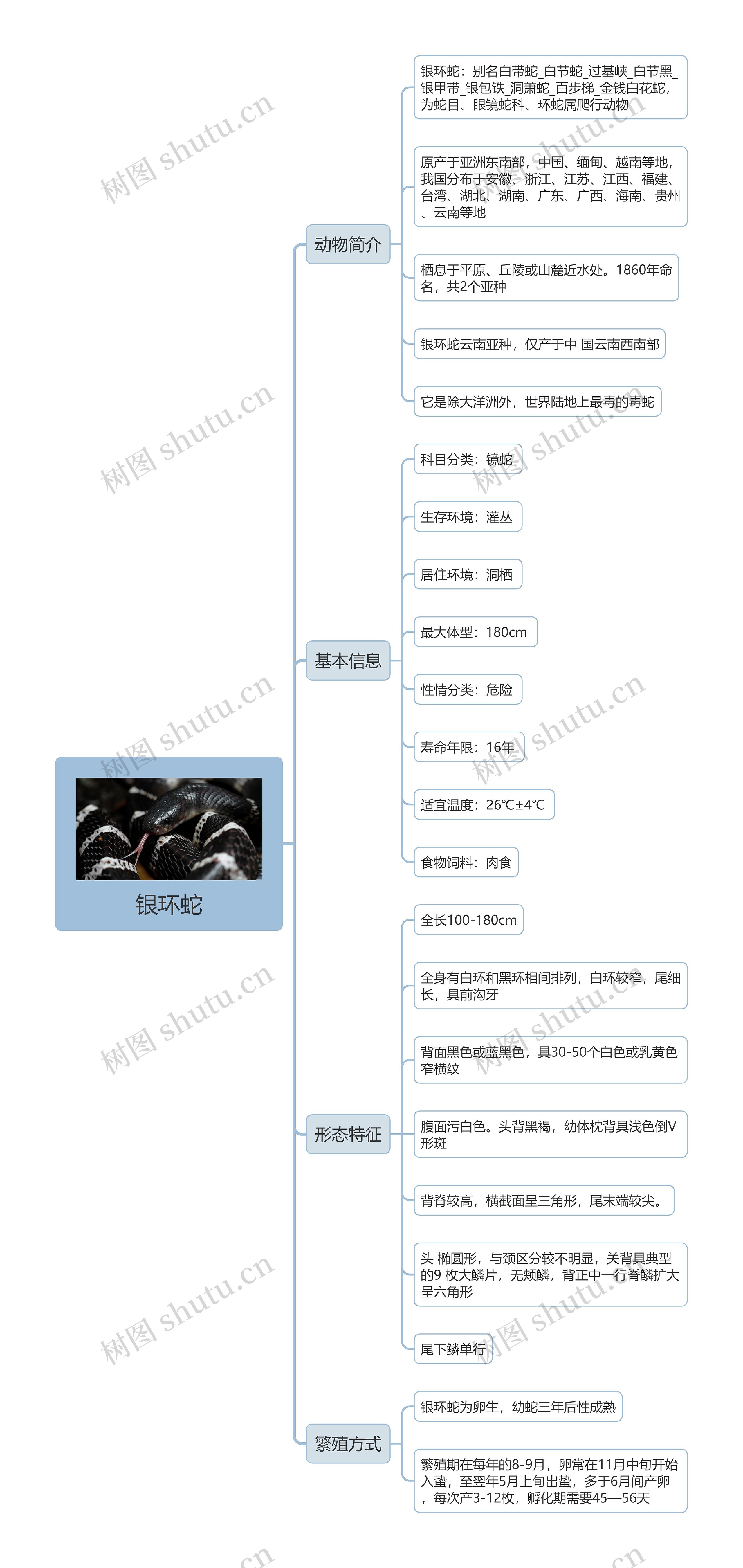 银环蛇思维导图