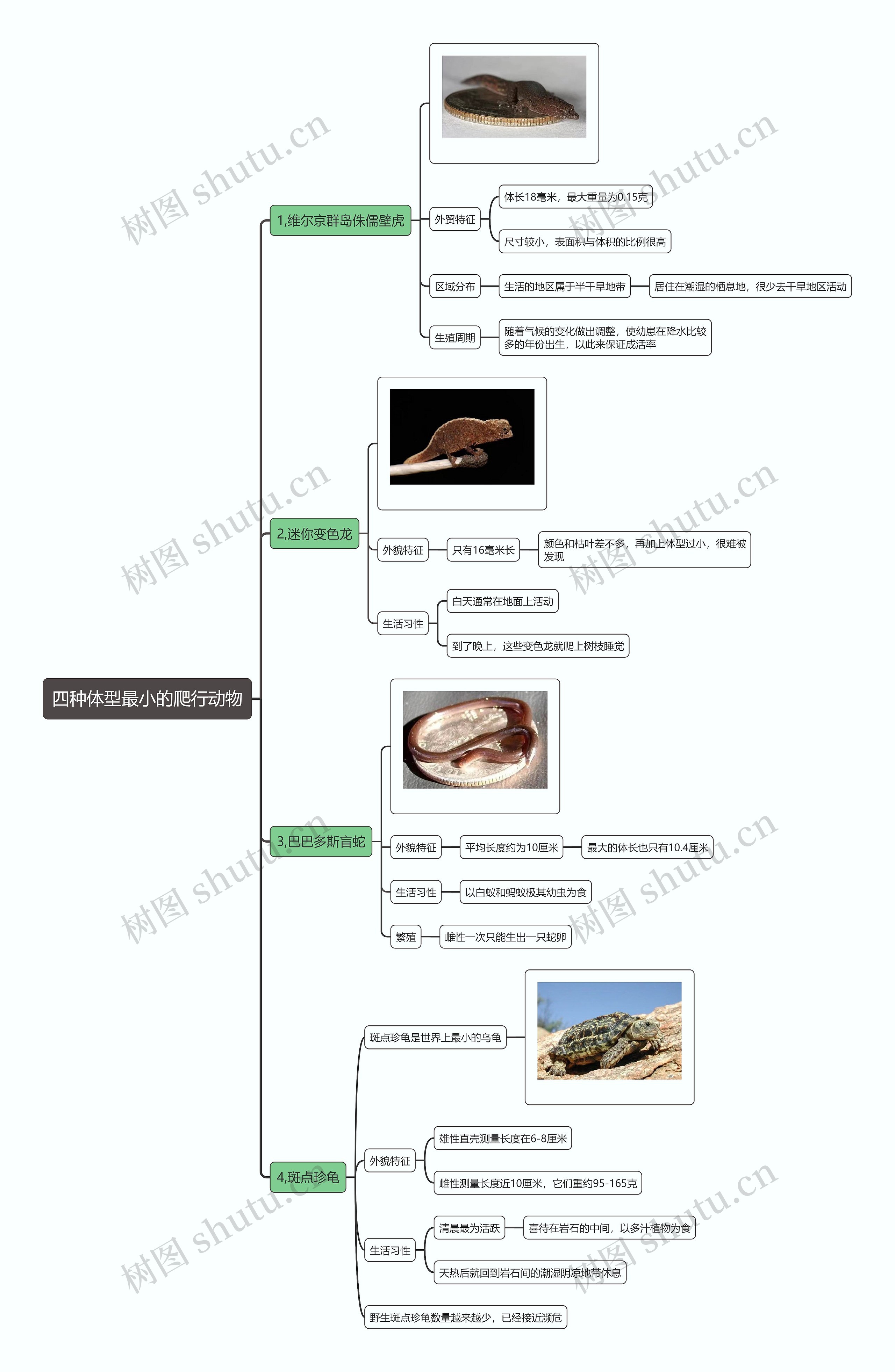 四种体型最小的爬行动物思维导图