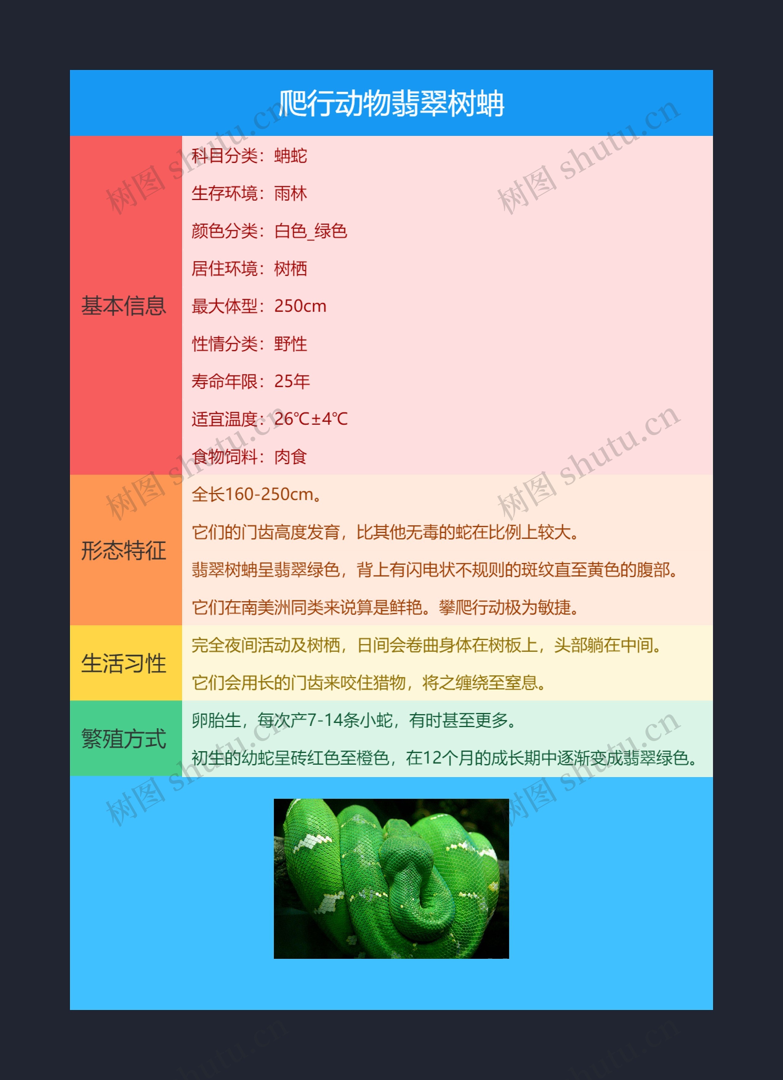 爬行动物翡翠树蚺