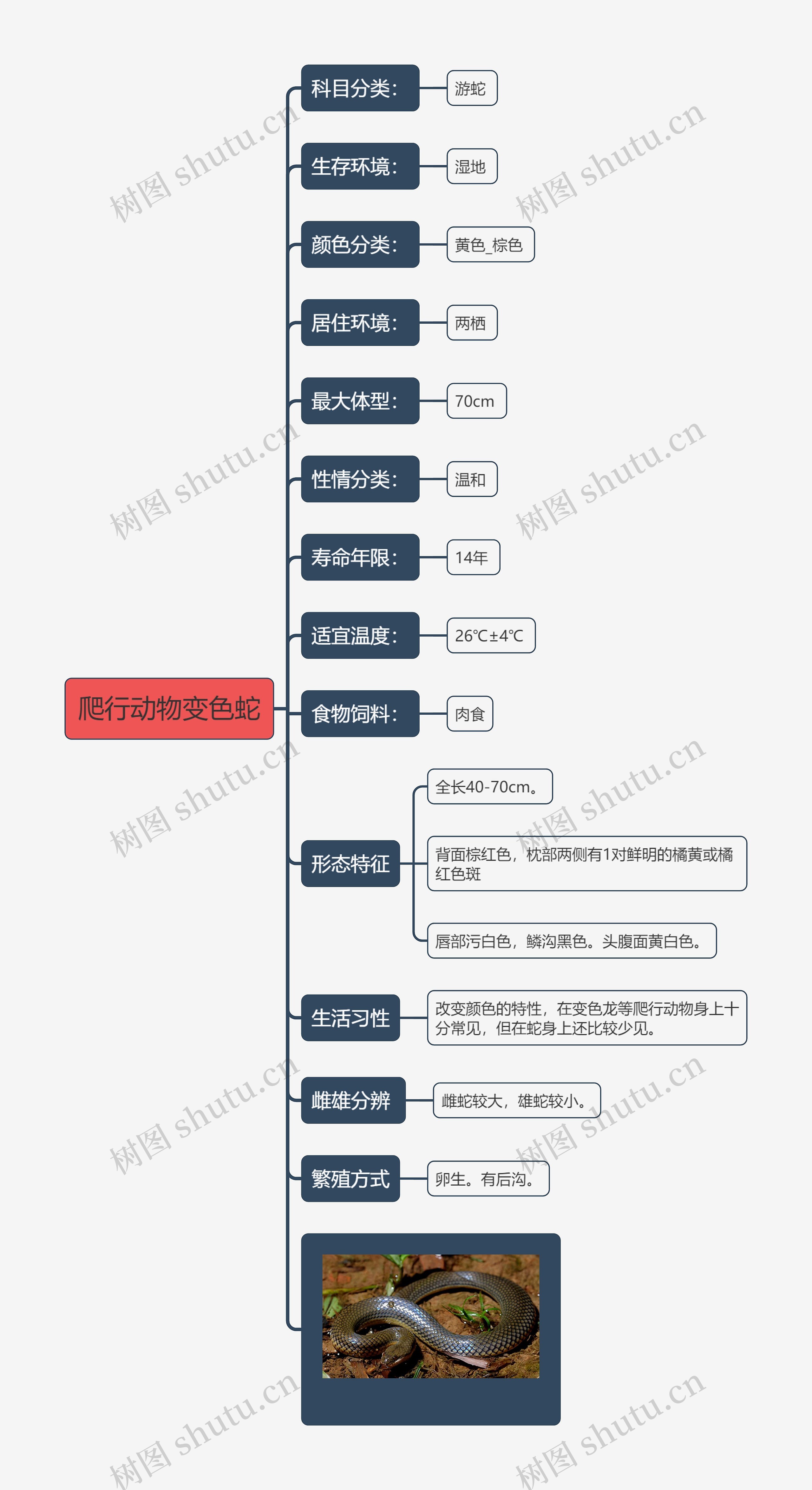 爬行动物变色蛇