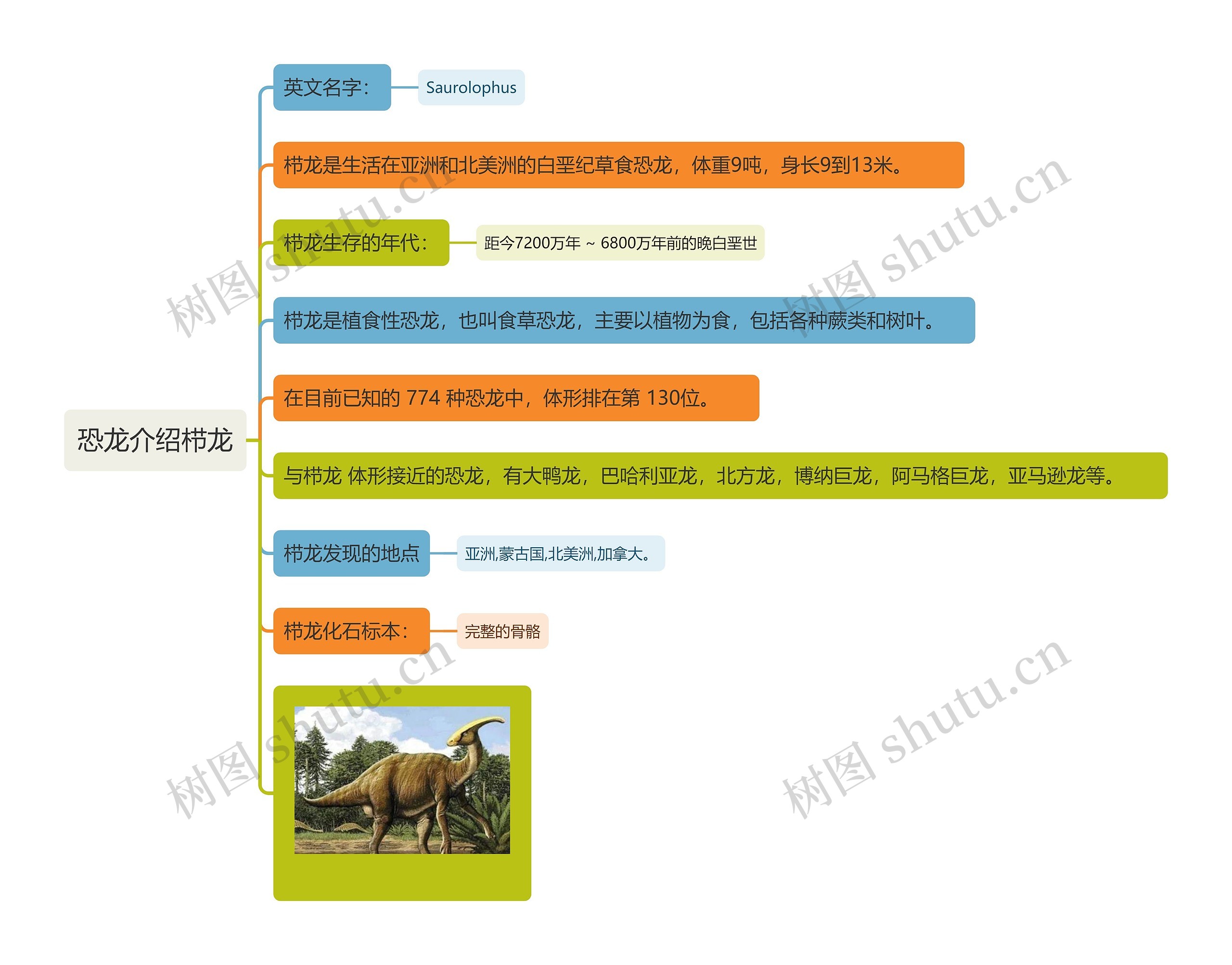 恐龙介绍栉龙思维导图