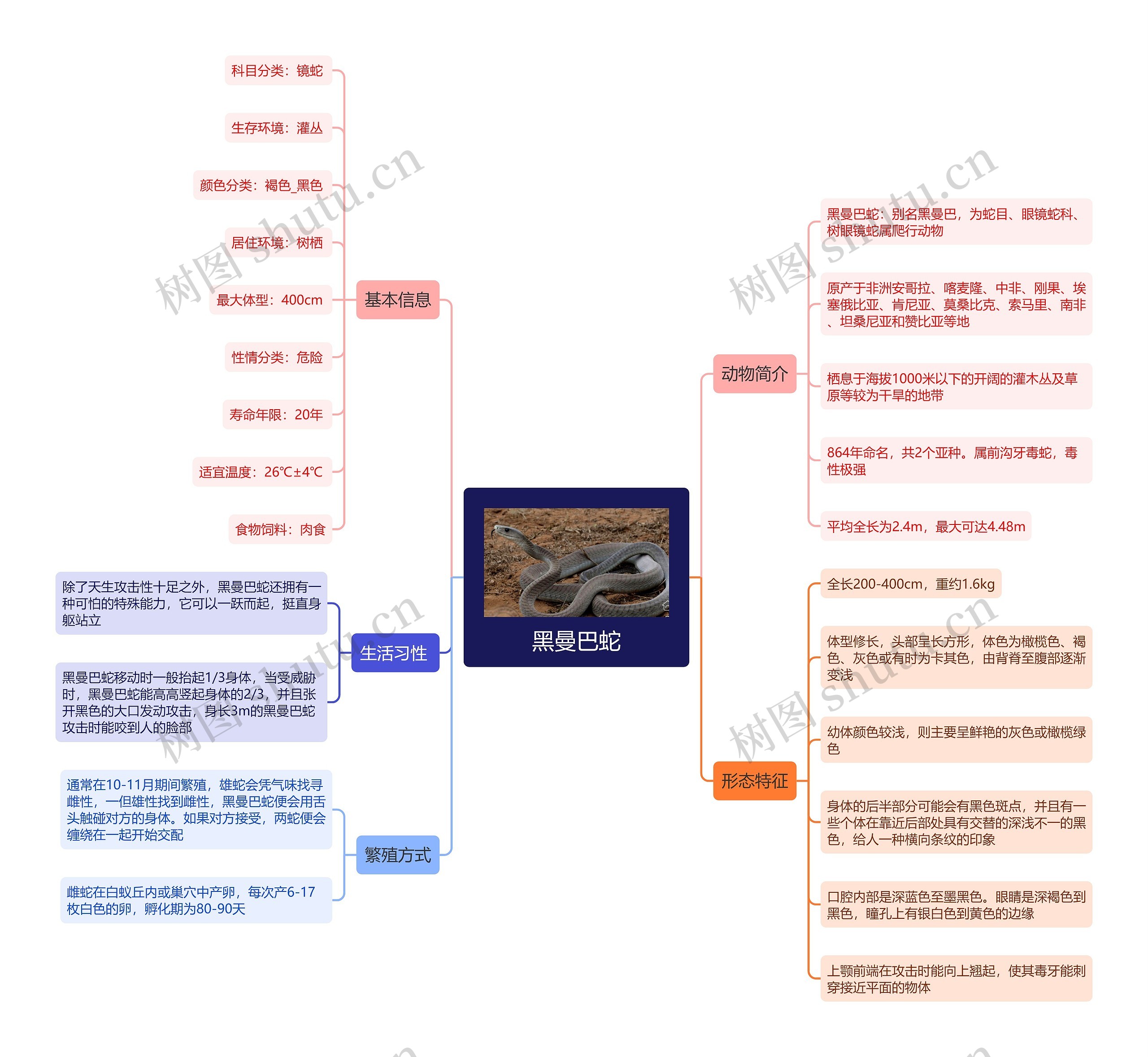 黑曼巴蛇思维导图