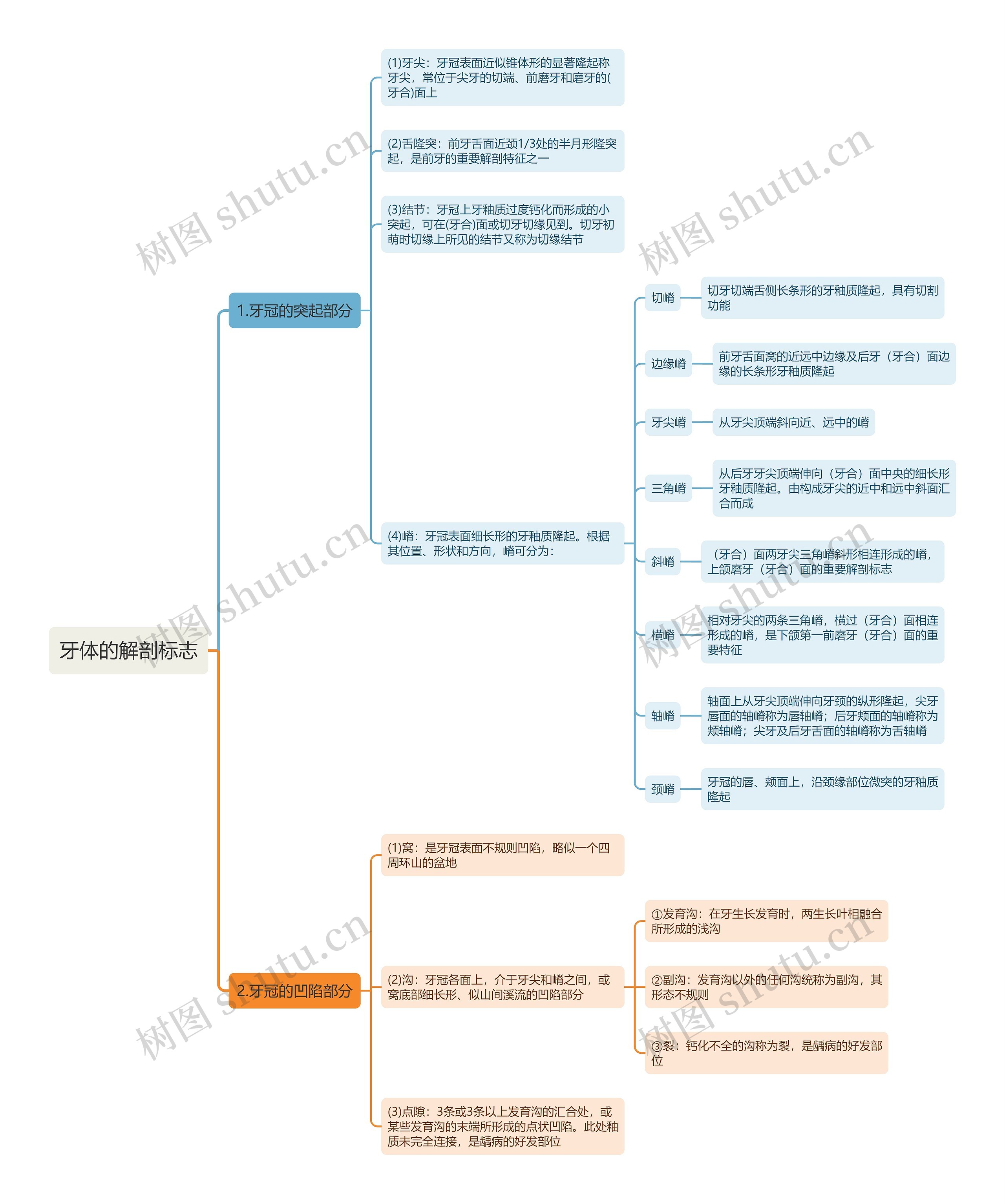 牙体的解剖标志思维导图