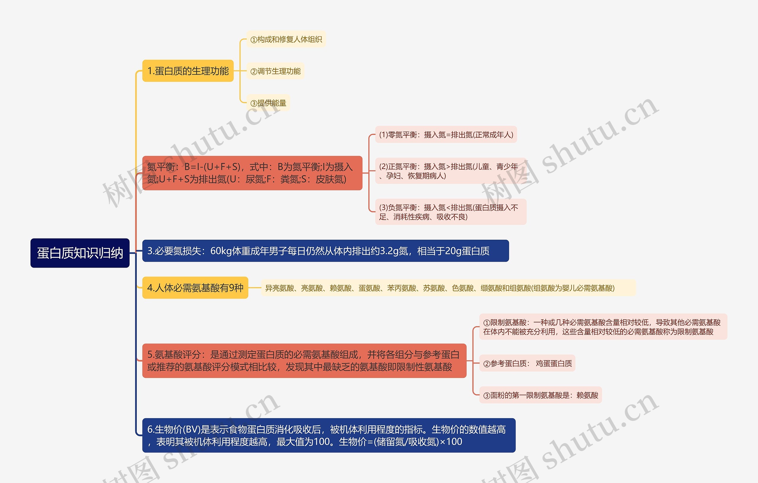 蛋白质知识归纳思维导图