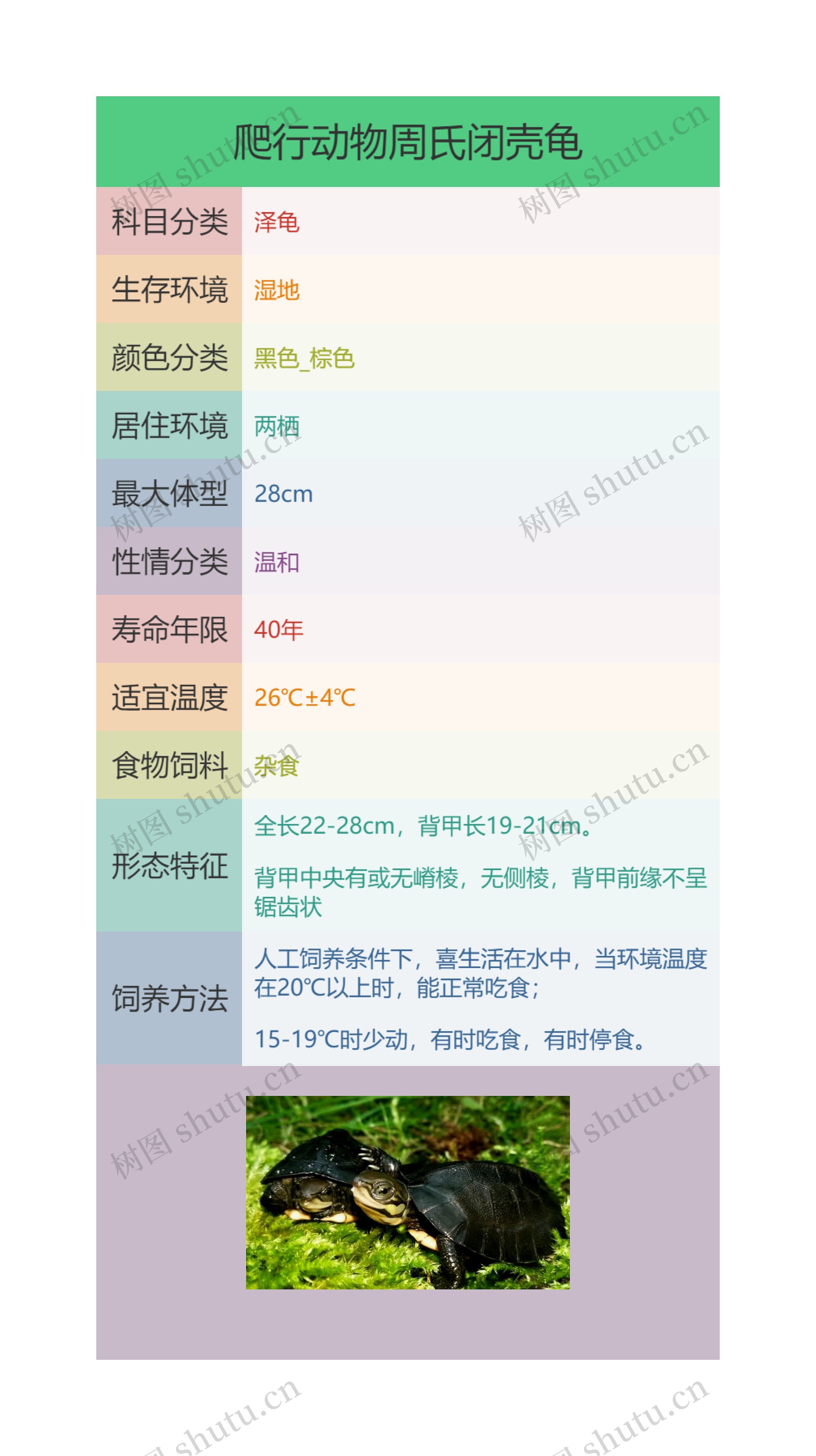 爬行动物周氏闭壳龟思维导图