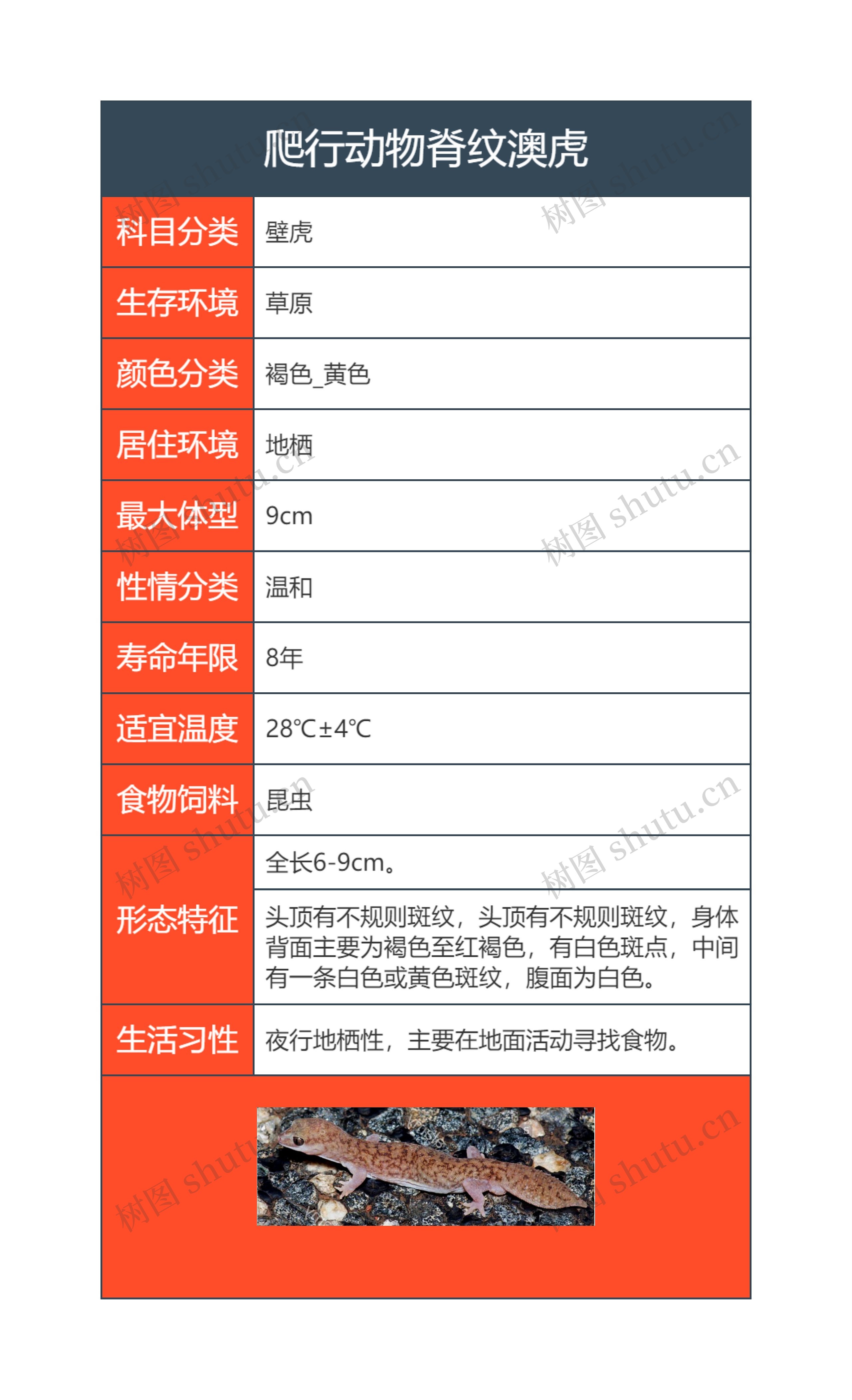 爬行动物脊纹澳虎思维导图