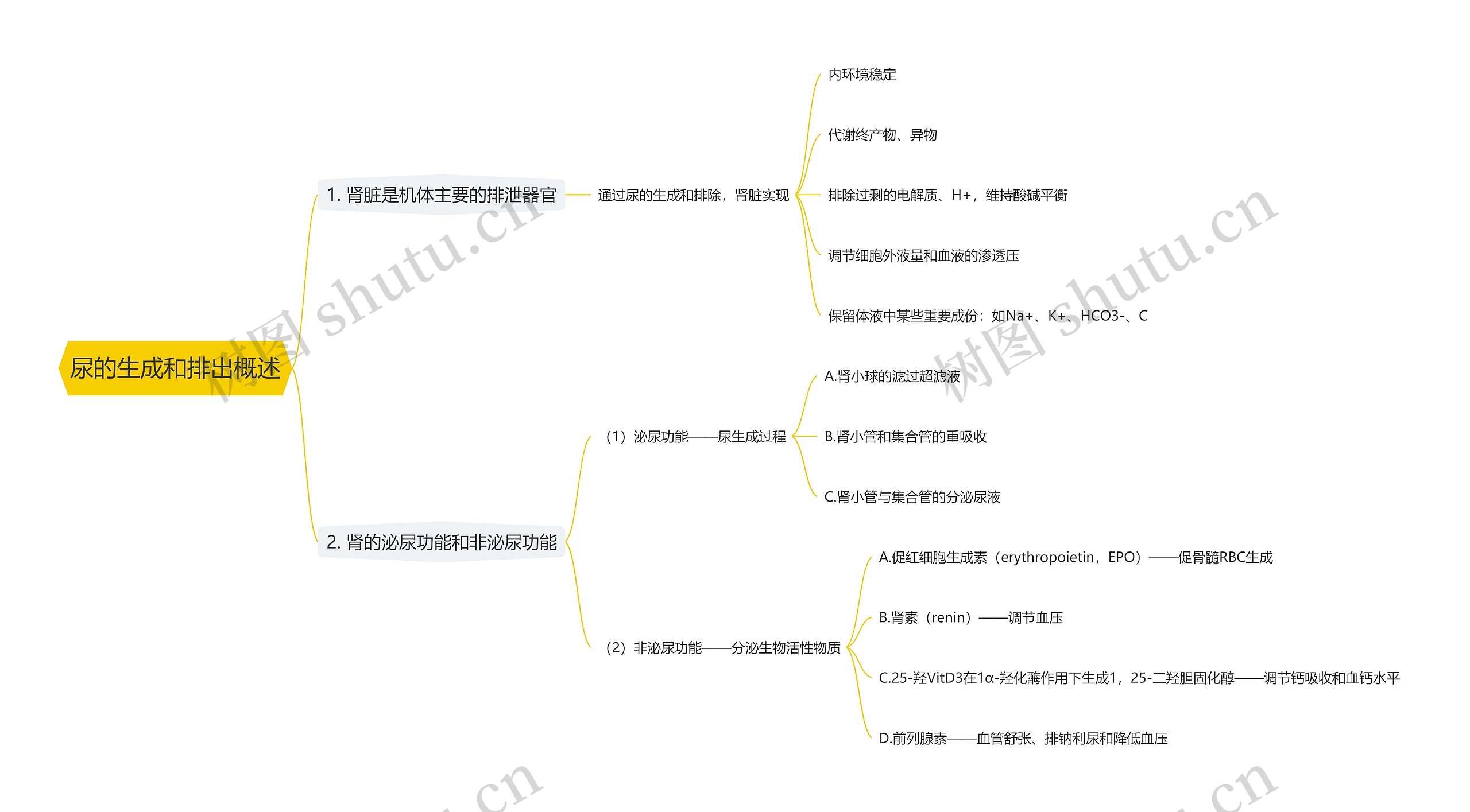 尿的生成和排出概述思维导图