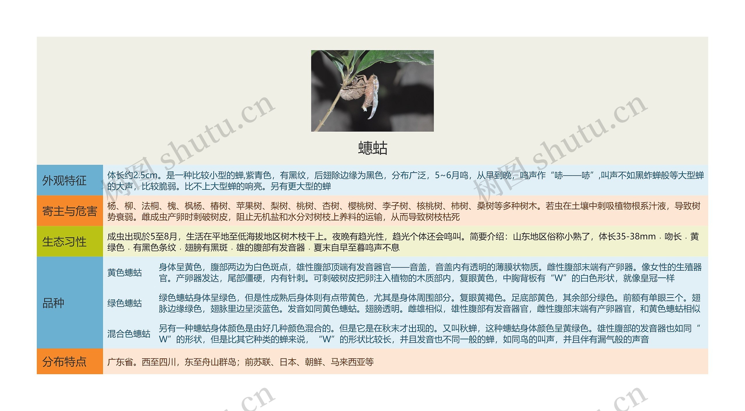 蟪蛄思维导图