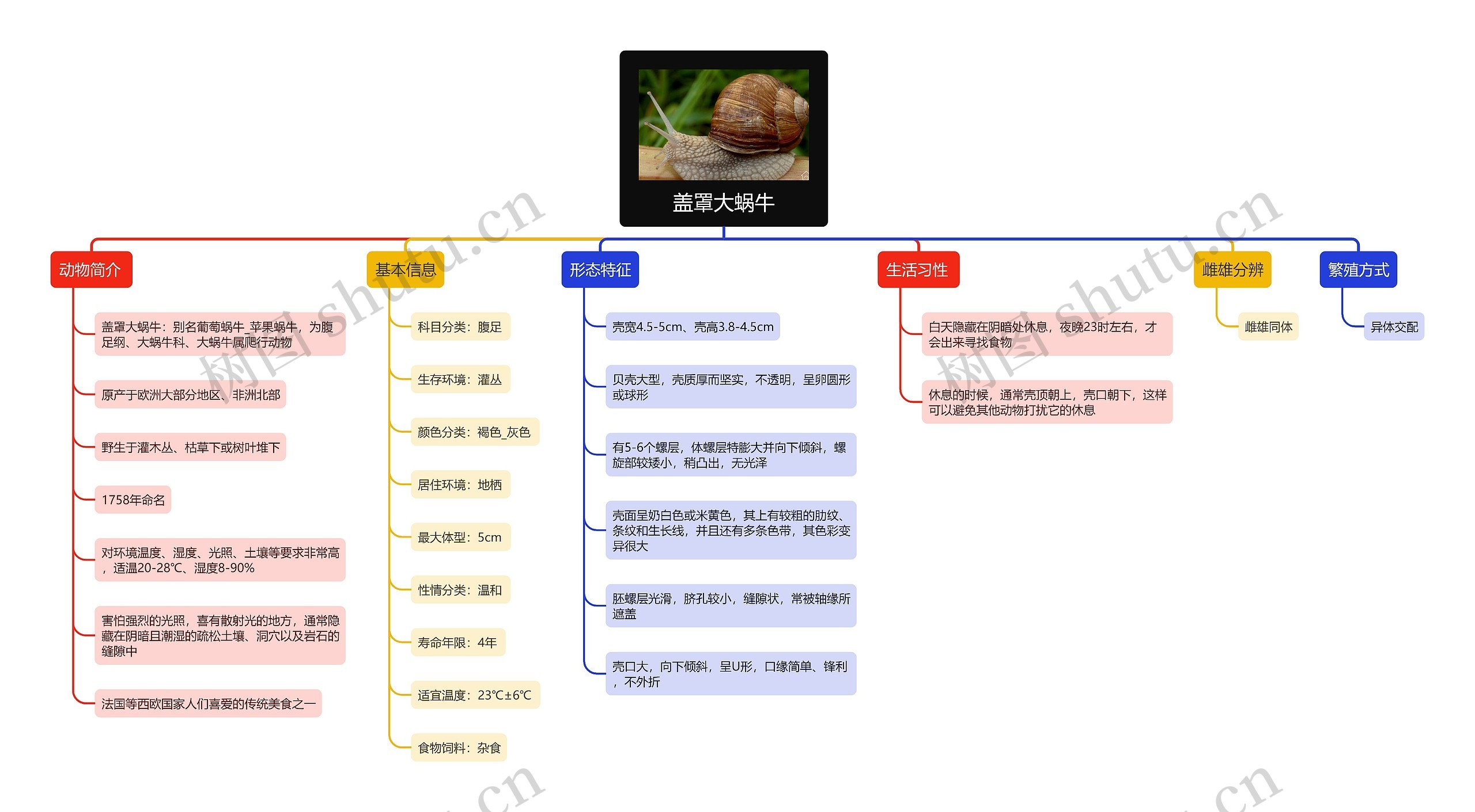 盖罩大蜗牛思维导图