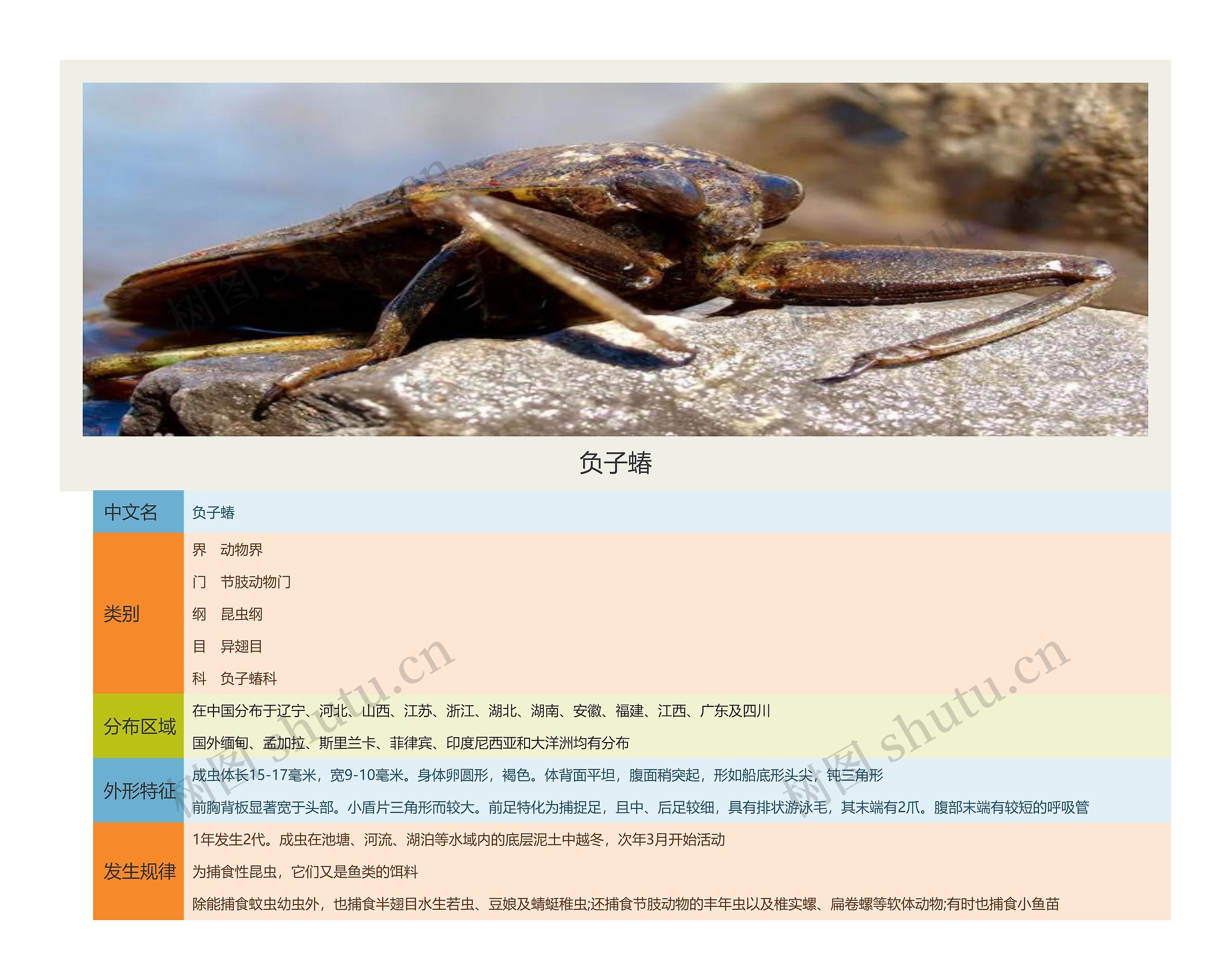 负子蝽