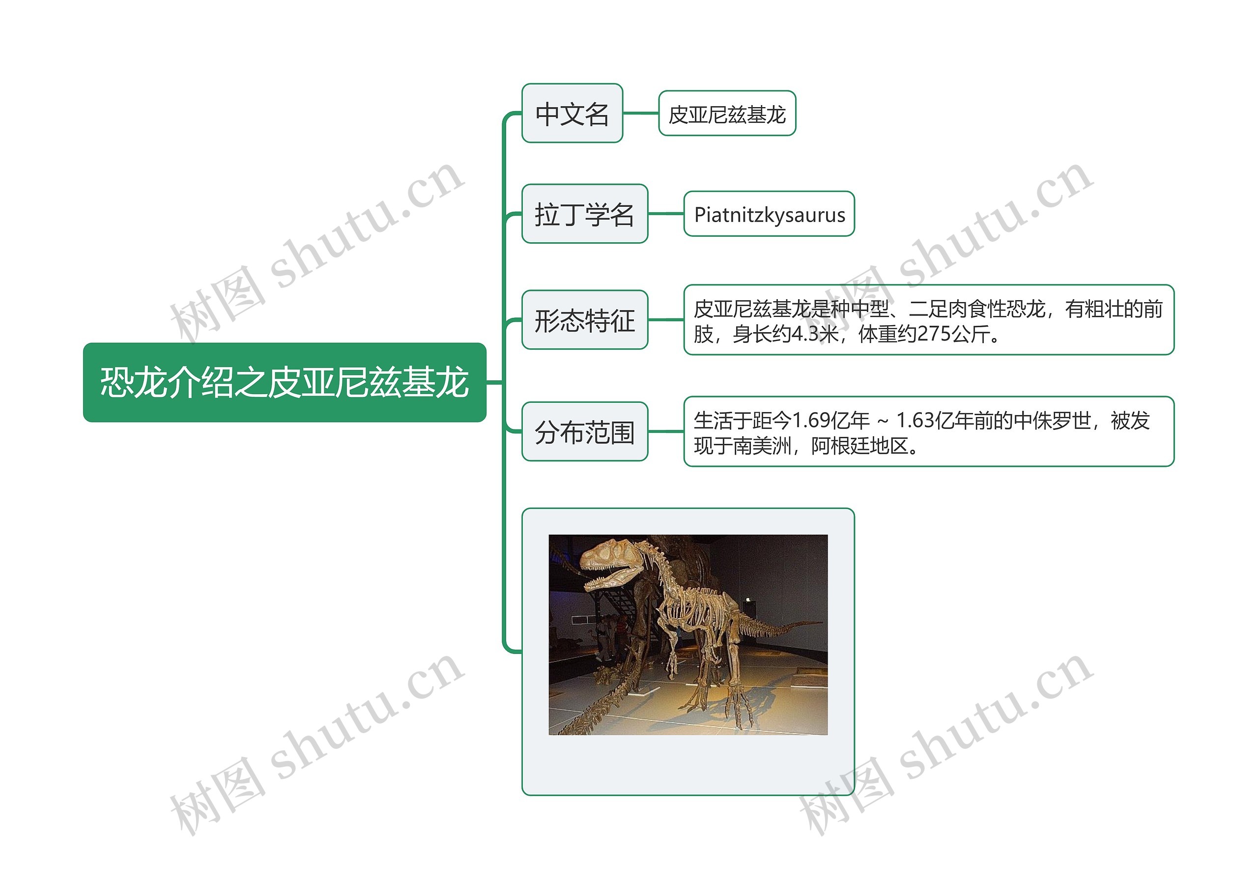 恐龙介绍之皮亚尼兹基龙思维导图