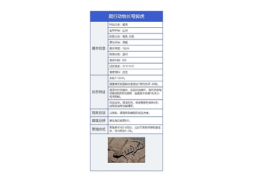 爬行动物长弯脚虎