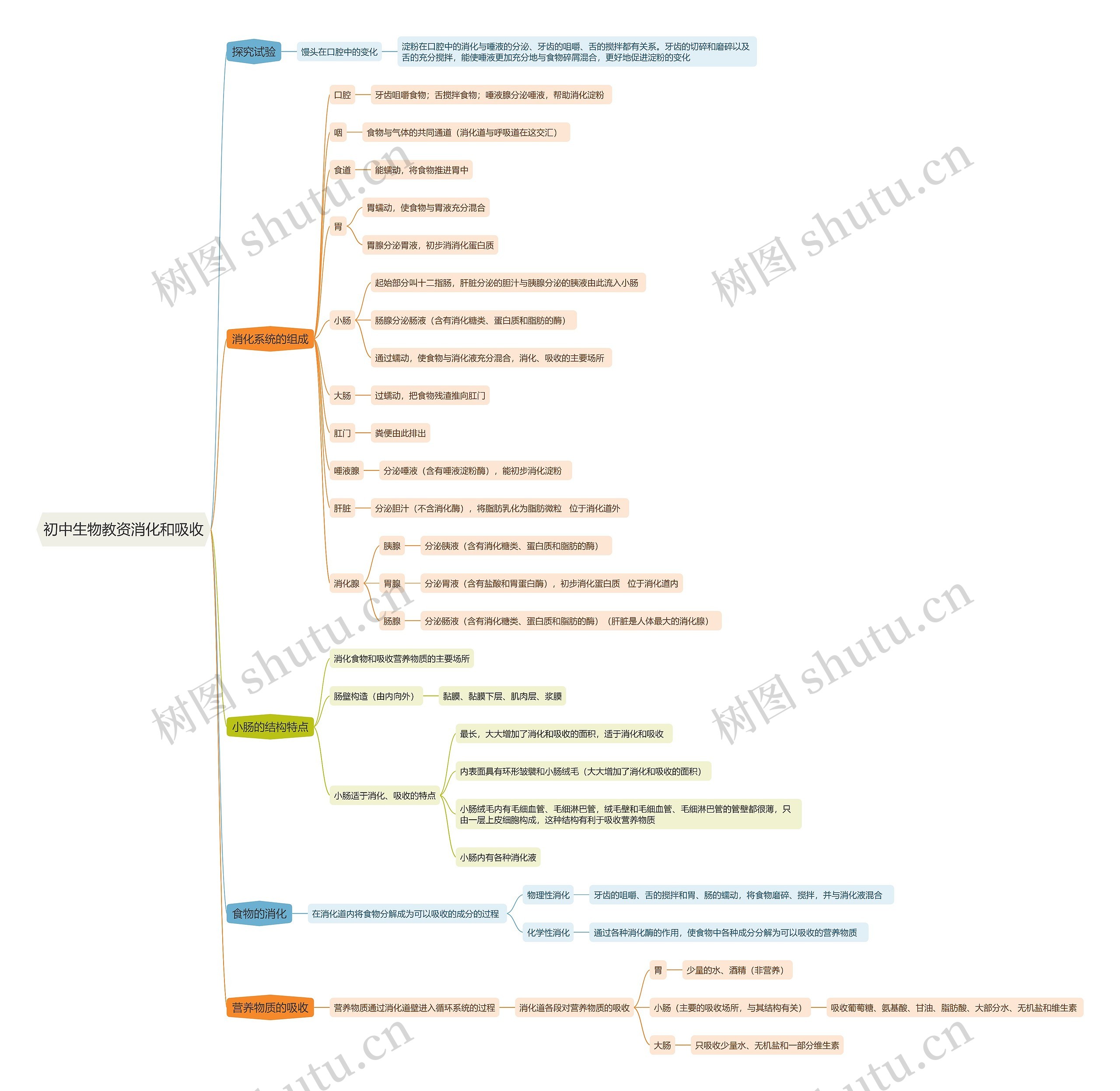 初中生物教资消化和吸收思维导图