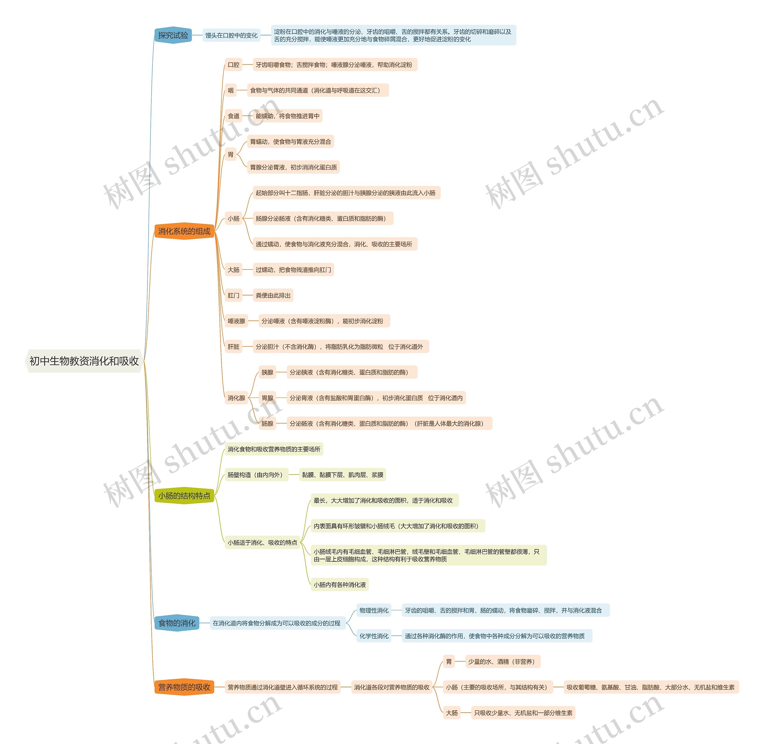 初中生物教资消化和吸收思维导图高清图 初中生物教资消化和吸收思维导图