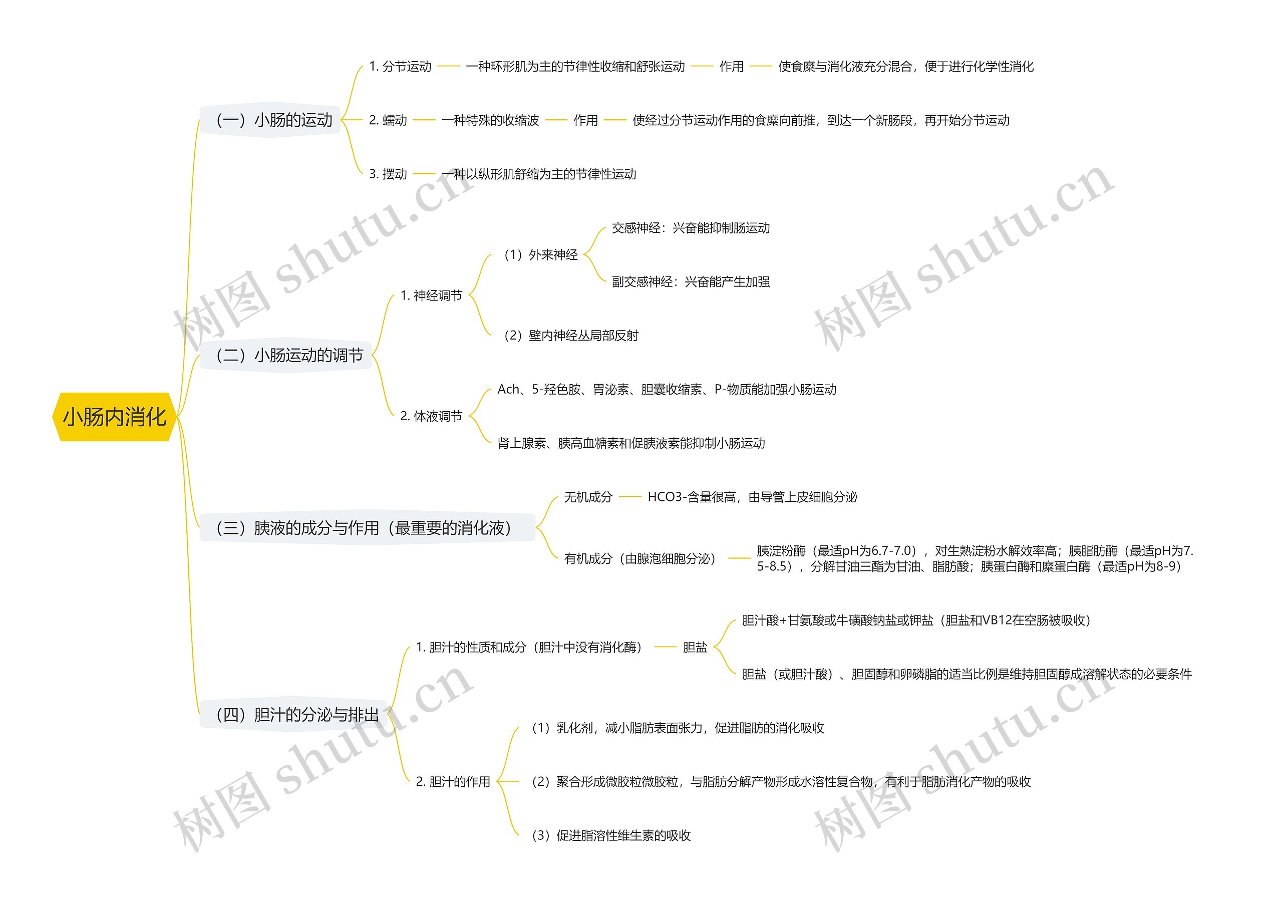 小肠内消化思维导图