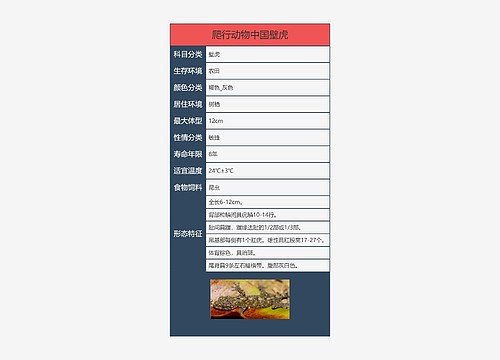 爬行动物中国壁虎