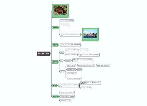 爬行动物：乌龟
