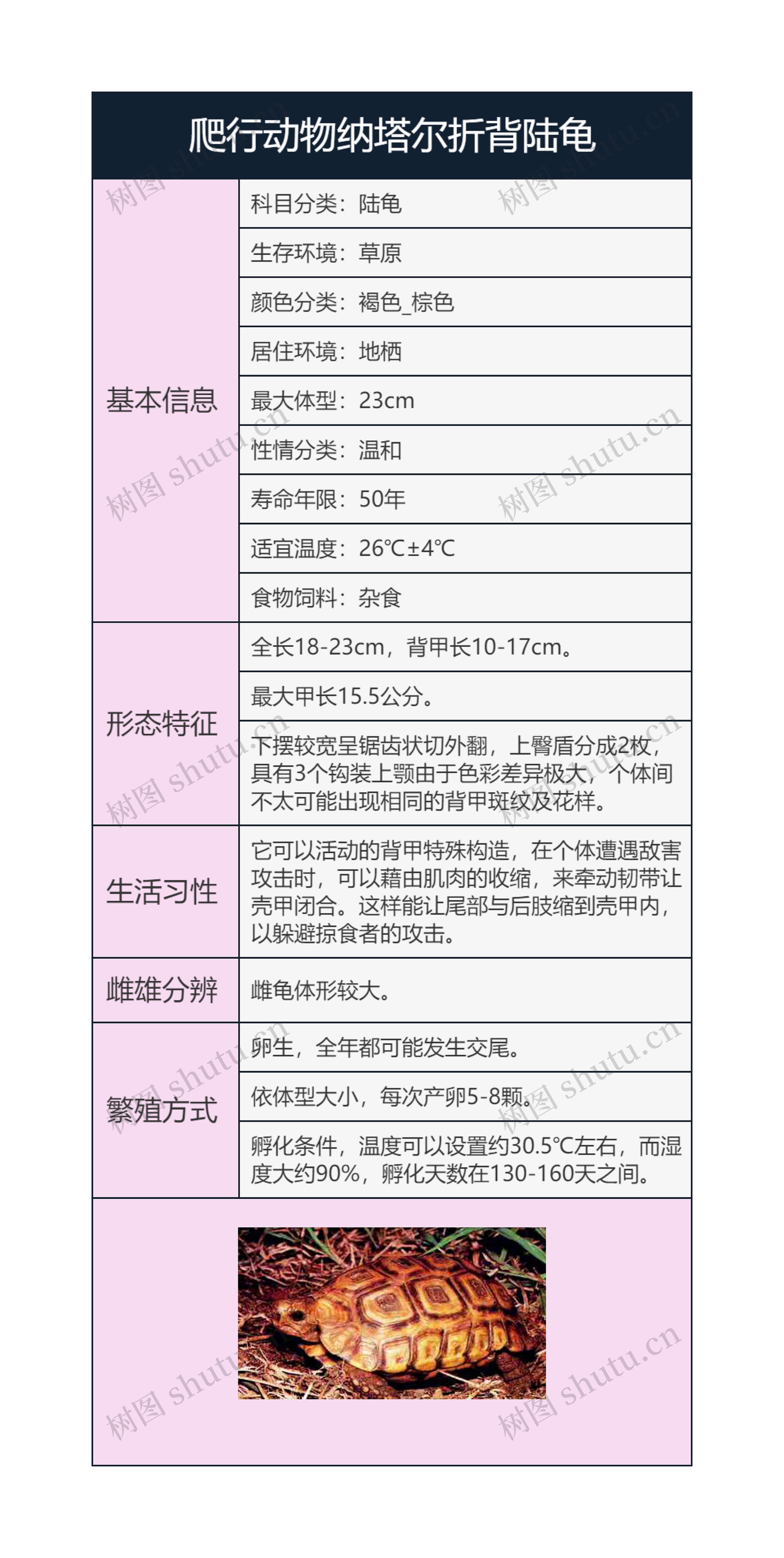 爬行动物纳塔尔折背陆龟