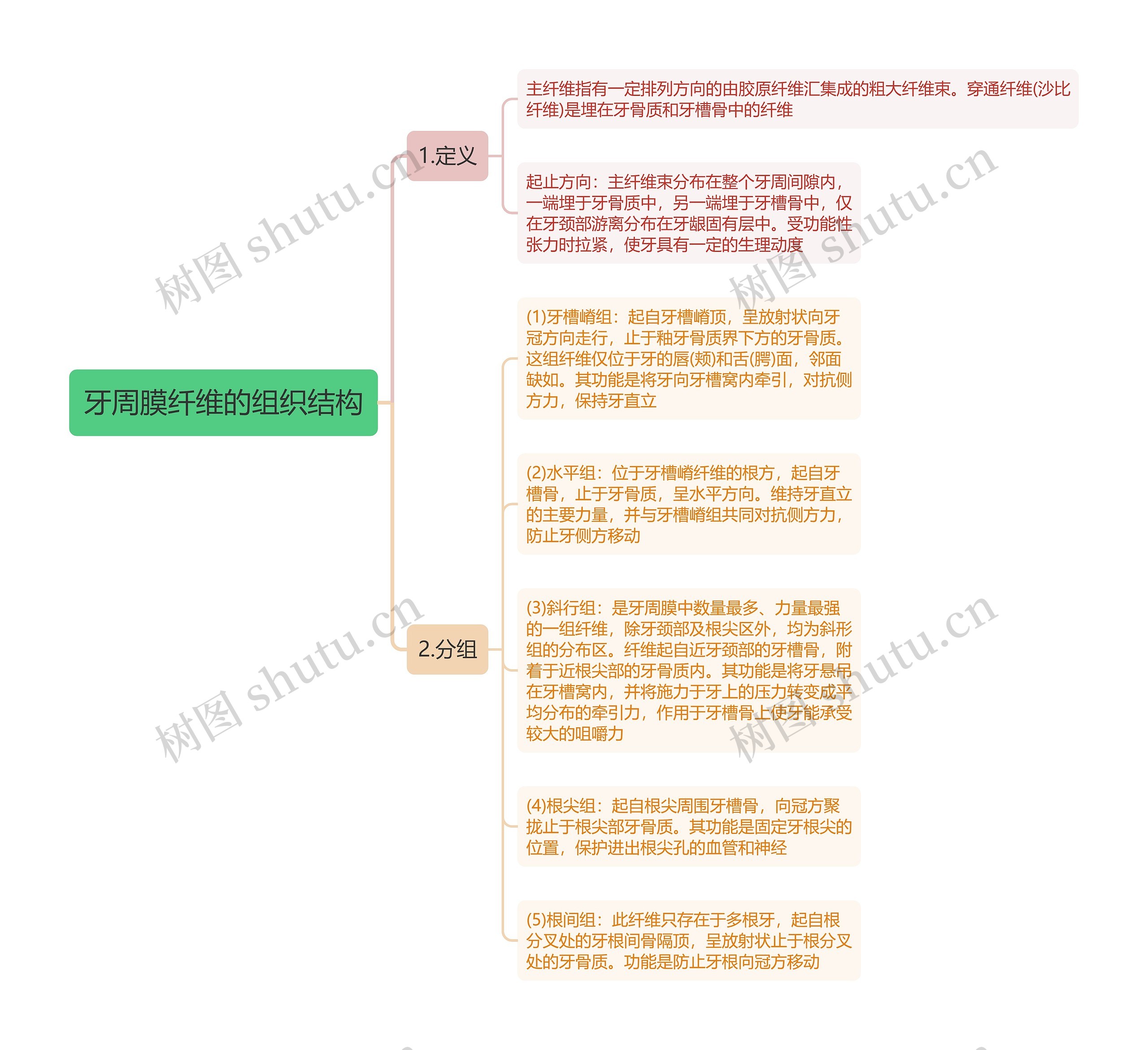 牙周膜纤维的组织结构