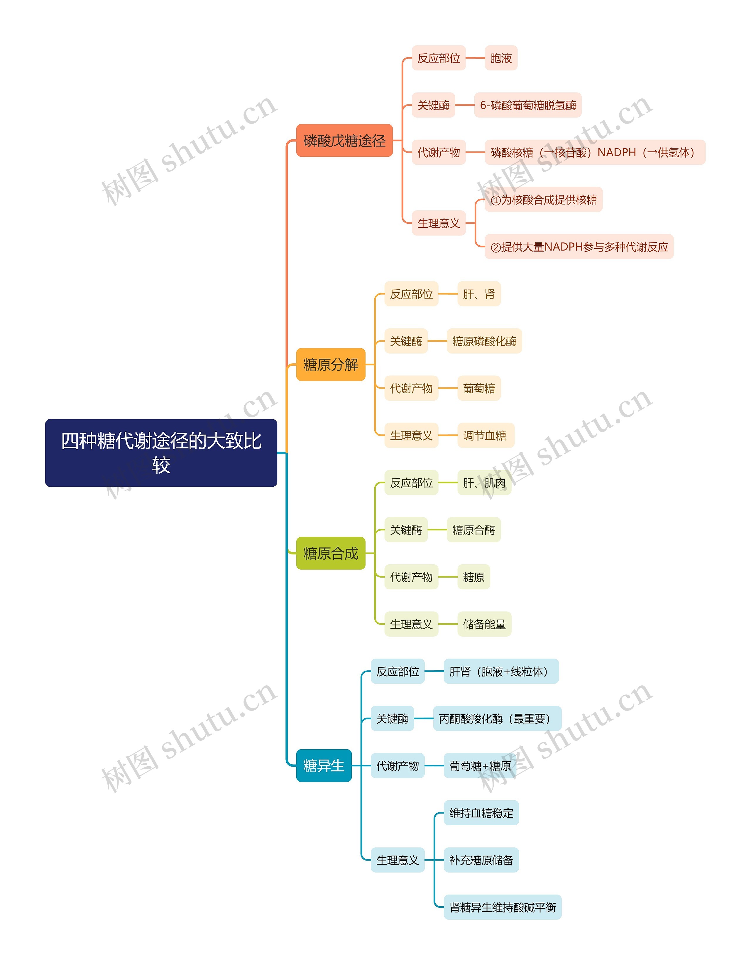 四种糖代谢途径的大致比较思维导图